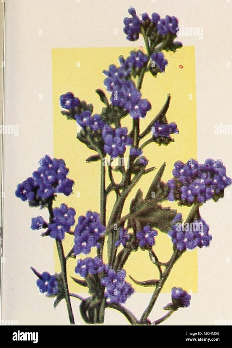 . No. 1136 Anchusa 1136 Capensis Blue Bird. Flowers of a vivid indigo blue. Plants are compact and of even habit, in marked contrast to other annual varieties. 15 cts. per pkt.; 50 cts. per l/i oz. Giant Candytuft 1753 Improved Empress. A wonderfully improved strain of the popular Empress Candy- tuft, forming much branched plants about 18 inches high, each branch terminated by an immense spike of very large individual pure white flowers. Makes a very effective white bed or border, and is invaluable for cutting. 10 cts. per pkt.; 40 cts per Yi oz.; 75 cts. per oz. Clarkia Elegans 1983 Vesuvius. Stock Photo