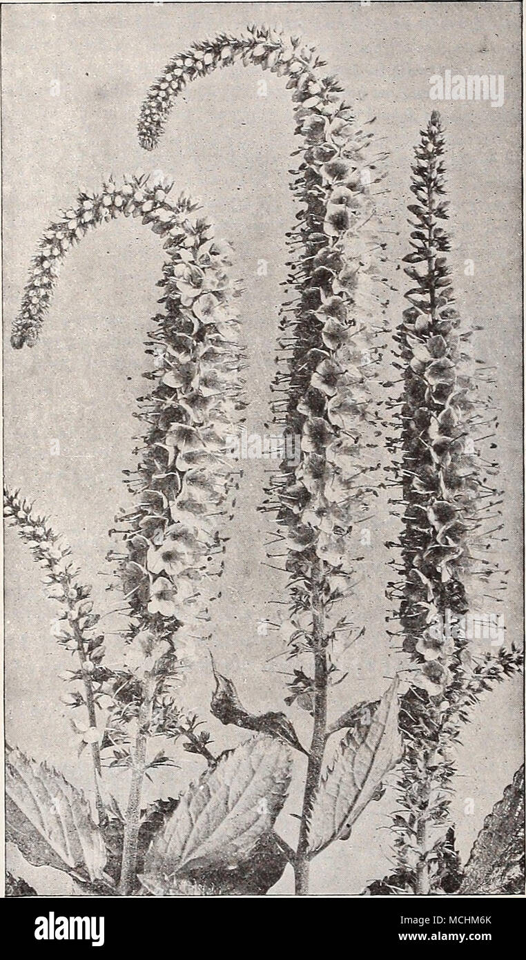 . YERONICA (Speedwell) Amethystina. Amethyst-blue flowers in June and July; 2 feet. Incana. Bright silvery foliage, with spikes of amethyst- blue flowers; July and August; 1 foot. Longifolia Subsessilis {Japanese Speedwell). The showiest and best of the Speedwells; forms a bushy plant 2 to 3 feet high, with long dense spikes of deep blue flowers from the middle of July to early in Sep- tember. (See cut.) 35 cts. each; $3.50 per doz.; $20.00 per 100. Repens. A useful rock or carpeting plant, with light- blue flowers. Rupestris. A fine rock plant growing 3 or 4 inches high; thickly matted deep g Stock Photo