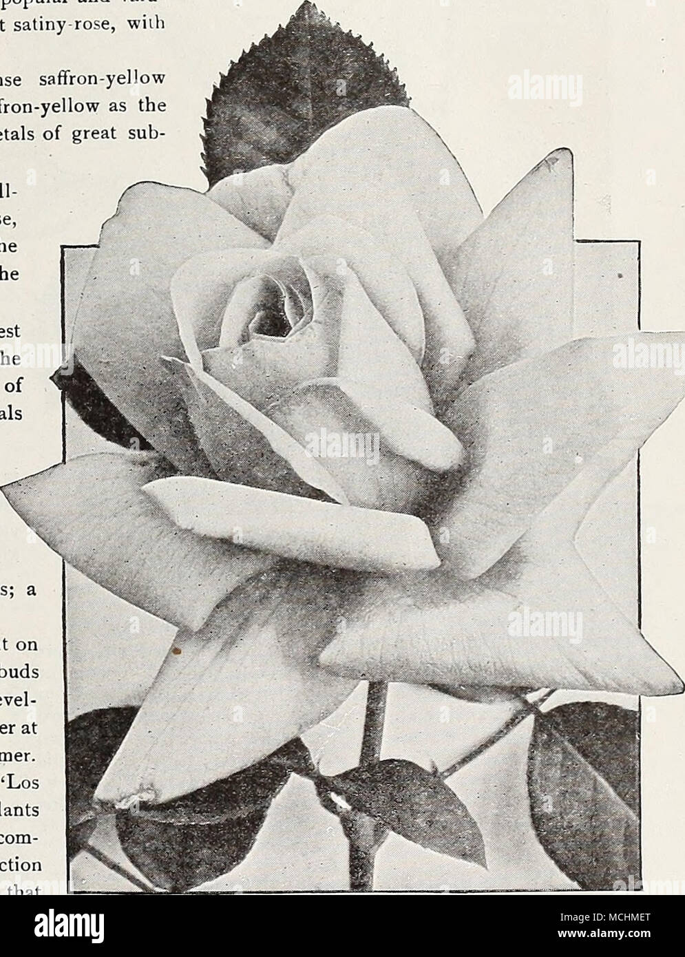 ポール・スタンレーの耳の変形