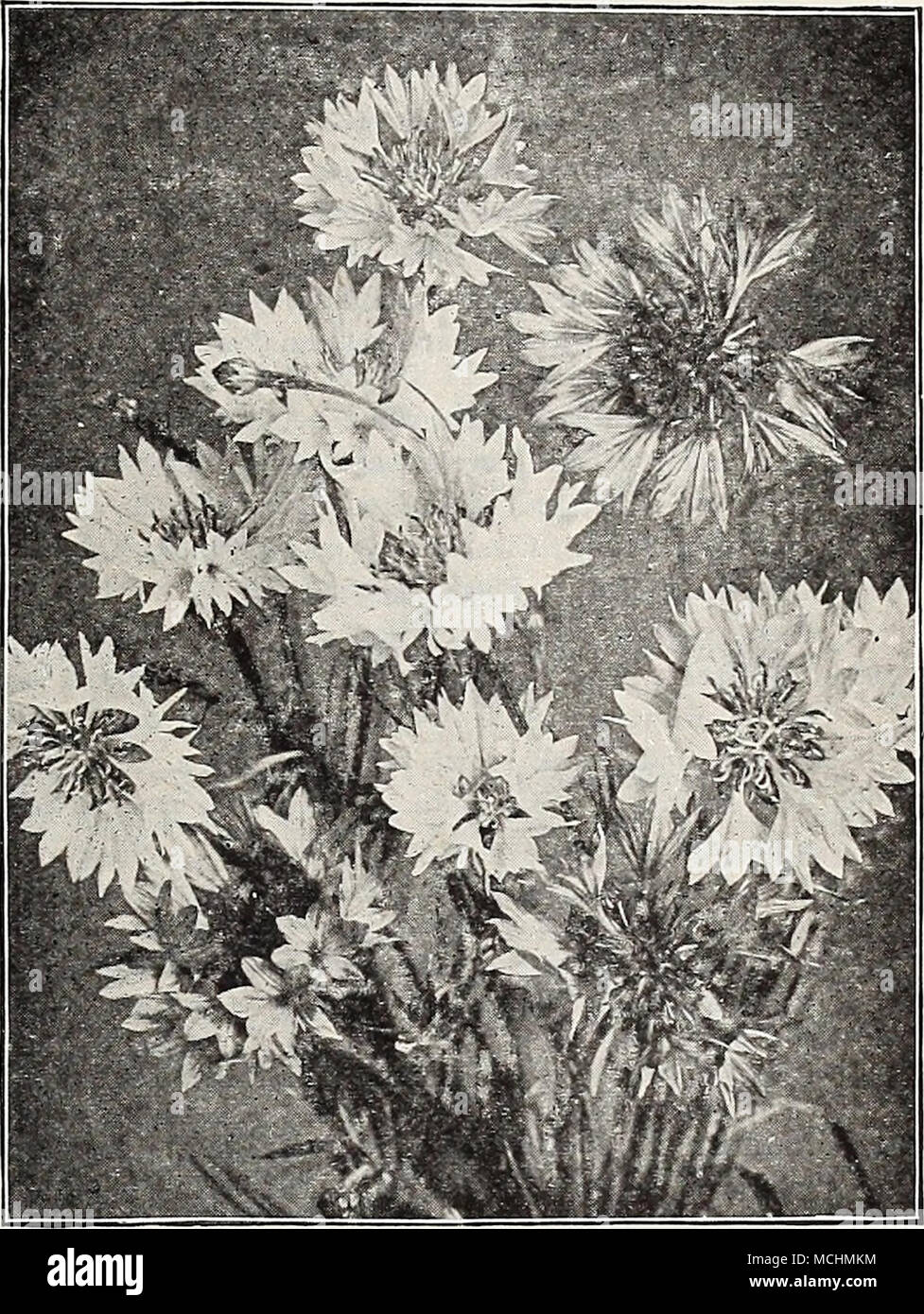Centaurea Impbrialis Roya Sweet Sultan Centaur I A Cyanus Cornflower Centaurea Iiwperiai Is Royal Sweet Sultans This Beautiful Class Is Undoubtedly The Finest Of All Sweet Sultans For Cut Flower Purposes The Beautiful