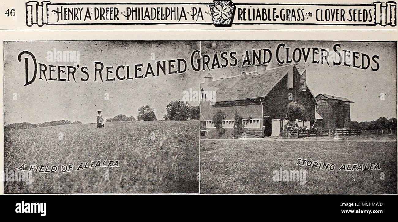 . Prices for larger quantities than one Pound are f. o. b. Philadelphia, and subject to market changes. Kentucky Blue Grass, Fancy Cleaned {Poa pratensis). Also known as June Grass, Green Grass, etc. Rated as one of the best permanent grasses, especially useful for lawns, meadows and rich land. It is the grass of the famous lime- stone soils of Kentucky, and is also a favorite in all the Northern States. Sow 3 to 5 bushels per acre for lawn; 2 bushels per acre for pasture. Lb., 55 cts., postpaid, Bu. (14 lbs.), $5.00; 100 lbs., $35.00. Canadian Blue Grass (Poa Compressa). Thrives well on clay. Stock Photo