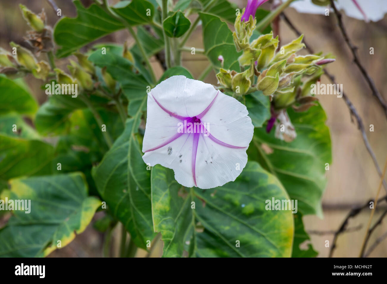 MORNING GLORY BUSH WITH WHITE AND PURPLE FLOWER CLOSE UP, TARANGIRE NATIONAL PARK, TANZANIA Stock Photo