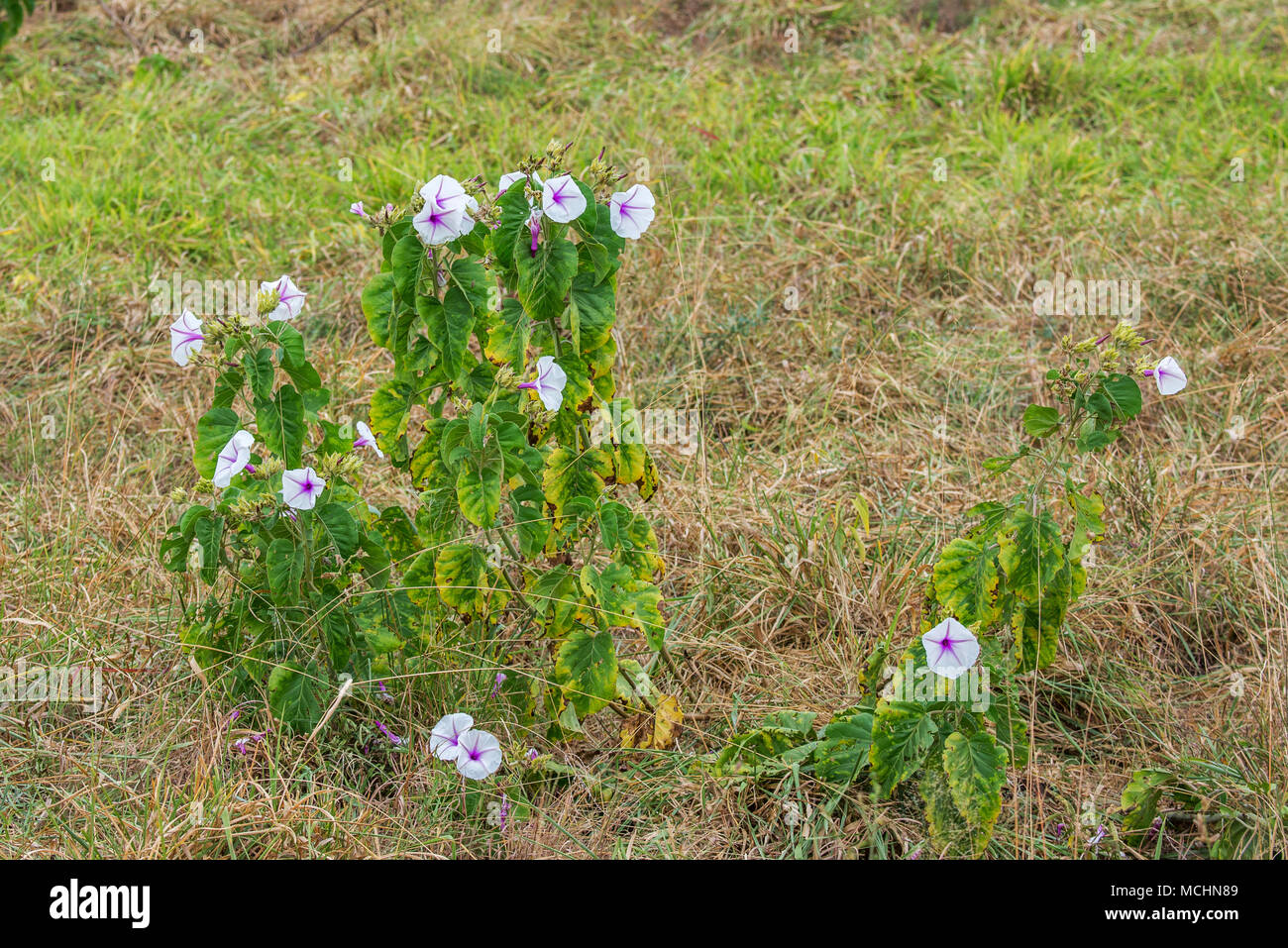 A PATCH OF MORNING GLORY BUSH WITH WHITE AND PURPLE FLOWER CLOSE UP, TARANGIRE NATIONAL PARK, TANZANIA Stock Photo
