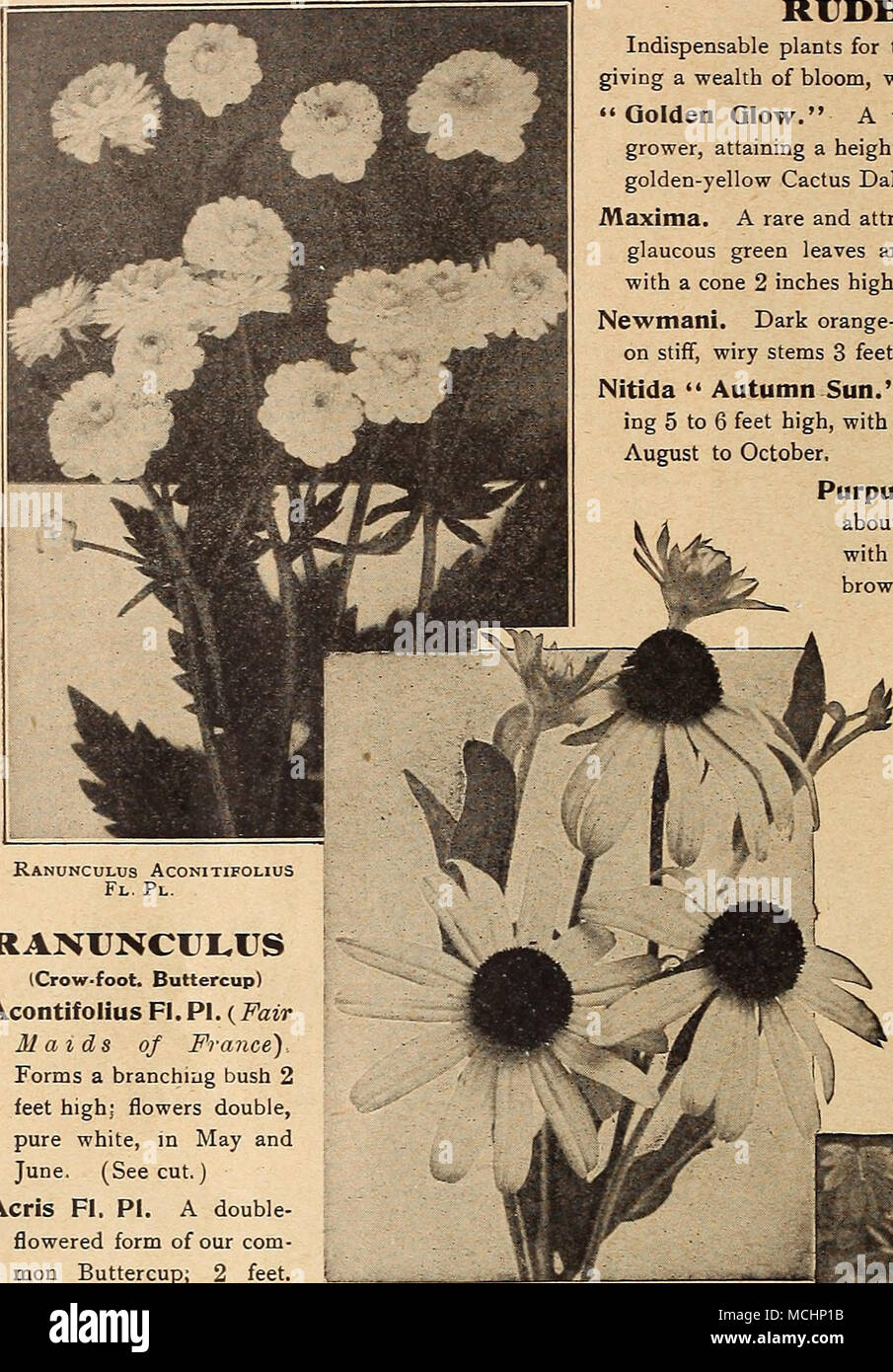 . RANUNCULUS (Crow-foot. Buttercup) Acontifolius Fl. PI. (Fair Maids of France). Forms a branching bush 2 feet high; flowers double, pure white, in May and June. (See cut.) Acris Fl. PI. A double- flowered form of our com- mon Buttercup; 2 feet. May and June. 25 cts. each; $2.50 per doz. RUDBECKIA (Cone-flower) Indispensable plants for the hardy border; grow and thrive anywhere, giving a wealth of bloom, which are well suited for cutting. &quot; Golden Glow.&quot; A well-known popular plant, a strong, robust grower, attaining a height of 5 to 6 feet, and produces masses of double golden-yellow Stock Photo
