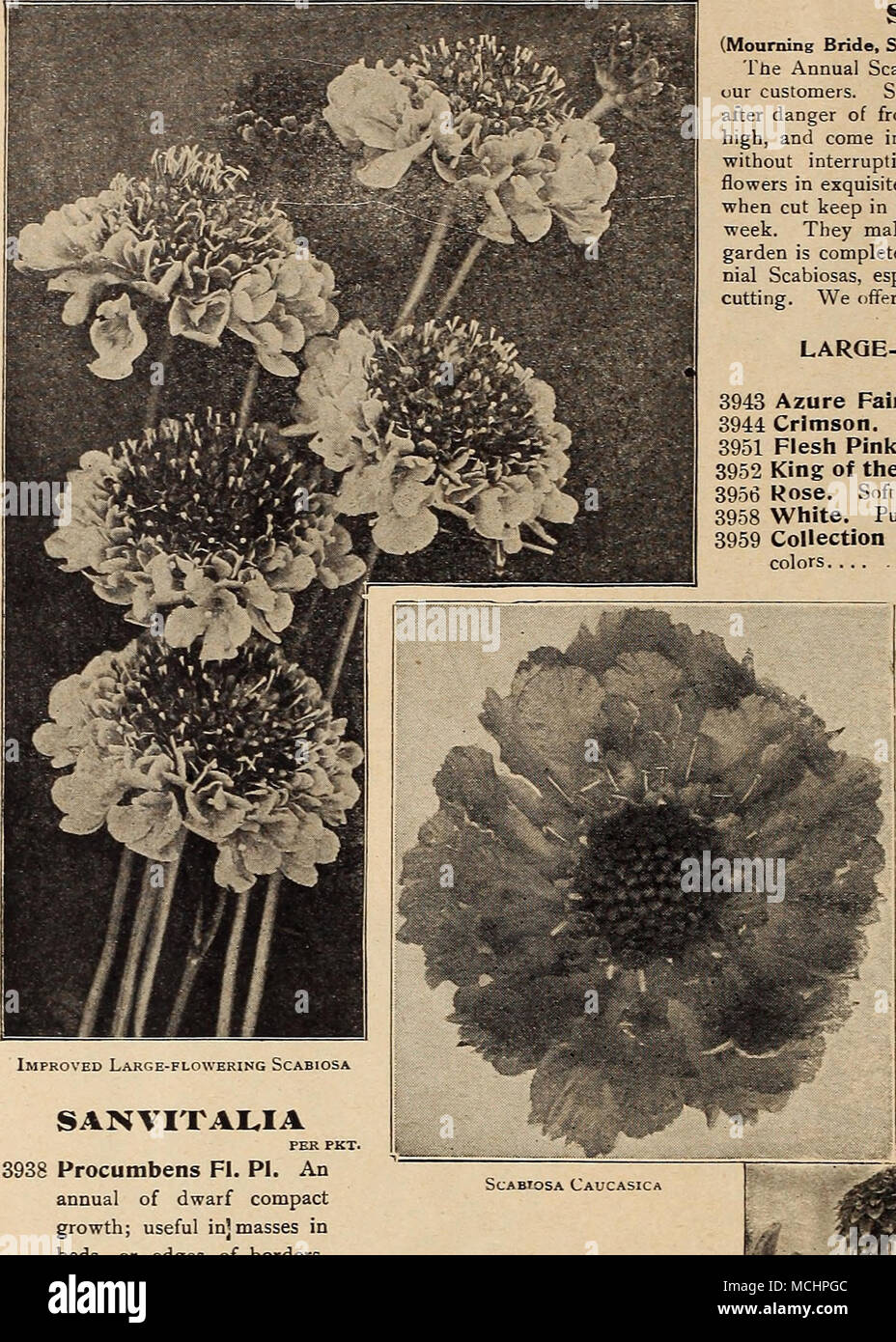 . Improved Large-flowering Scabiosa SA1SVITAI.IA PER PKT. 3938 Procumbens Fl, PI. An annual of dwarf compact growth; useful in|masses in beds, or edges of borders, or in vases, baskets, etc. Showy bright yellow, double flowers; in bloom all summer. (See cut.) 10 SAPONARIA (Bouncing Bel) 3939 Caucasica flore pleno {Double-jlowering Bouncing Bet). A hardy perennial sort with white tinted rose, double flowers, produced all summer and fall; 15 inches JO 3940 Vaccaria. A pretty and useful annual variety, grows about &quot;2 feet high, and bears masses of satiny pink flowers somewhat like an enlarge Stock Photo