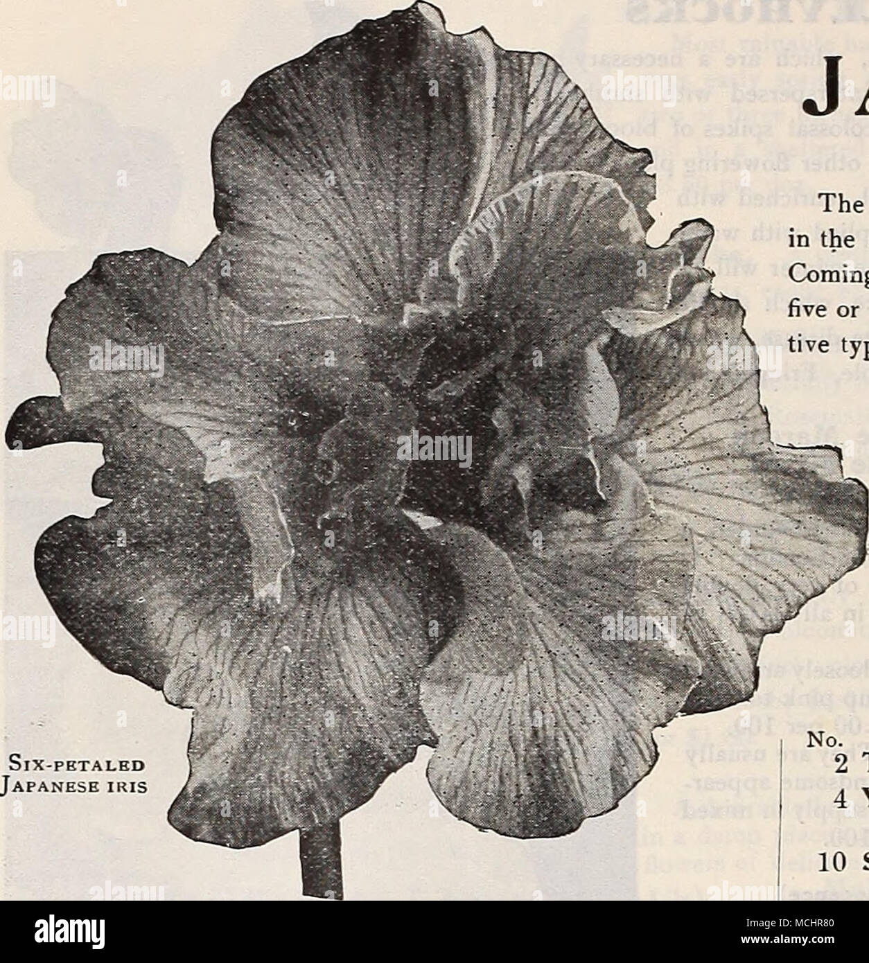 . No. 20 Kumo=funjsn. Light ground color with a broad border of bright magenta-lilac, six petals. 26 Uchiu. Crimson-purple with few white veins, six petals. 39 Fuki=yOSe. Light ground color, marbled with aniline-blue, six petals. 43 Shi=un=ryO. Grayish-white, deeply and densely veined and suffused with violet. 44 YoshimO. Creamy-white, delicately veined with violet, six petals. 55 Shuchillkwa. Crimson-purple, with large white veins and centre. 60 Kagaribi. Silvery-white, traced and marbled with ultra- marine-blue, six petals. DREER'S IMPERIAL JAPANESE IRIS (Iris Kaempferi) The improved forms o Stock Photo