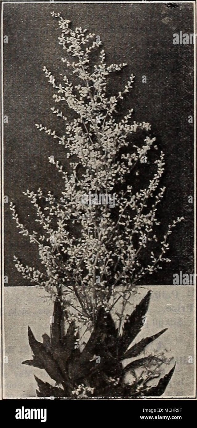. Artemisia Lactiflora NOTE.—All Bulbs. Roots and Plants are forwarded by Express, purchaser paying charges. If wanted by Parcel Post add 10 per cent* to value of order for postage to points east of the Mississippi River, and 20 per cent, to points west cf the Mississippi River. Stock Photo