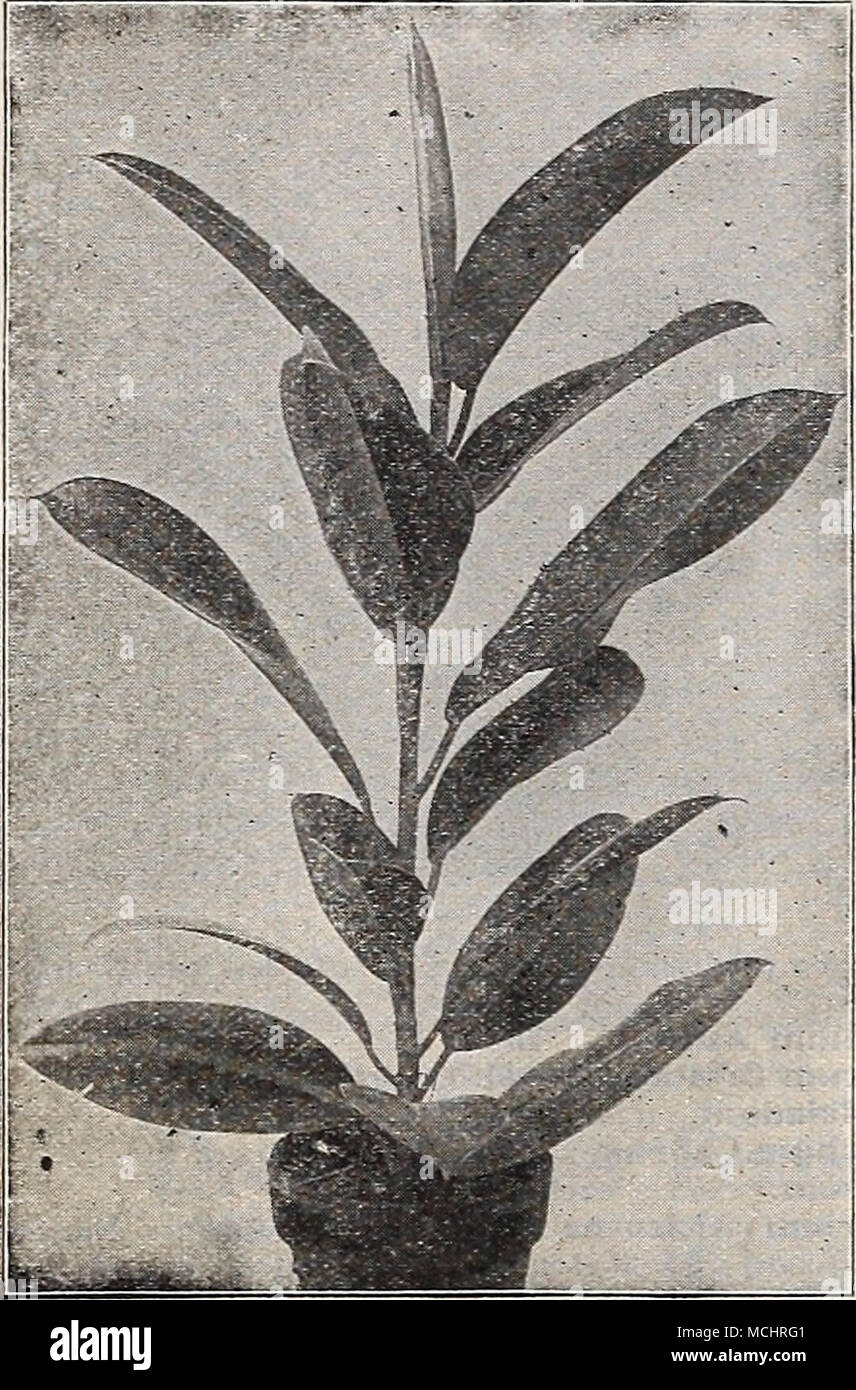 . Fuchsia Ficus Elastica (Rubber Plant) Selaginellas, or Mosses Useful in connection with ferns for the filling of Wardian Cases, Fern Dishes, etc. The varieties offered below are among the most useful and inter- esting. Amoena, 25 cts. each. Csesia, Csesia Arborea, 35 cts. each. Flabellata, Krauseana, Martensi, Watsoniana, Price, except where noted, 15 cts. each. Set of 7 varieties for $1.25. FICUS (Rubber Plant) Elastica. The well-known Rubber plant. 4-inch pot, 10 inches high, 50 cts. each; 6-inch pot, 24 inches high, $1.00 each. Fuscata. Of the same trailing habit as Repens, but with still Stock Photo