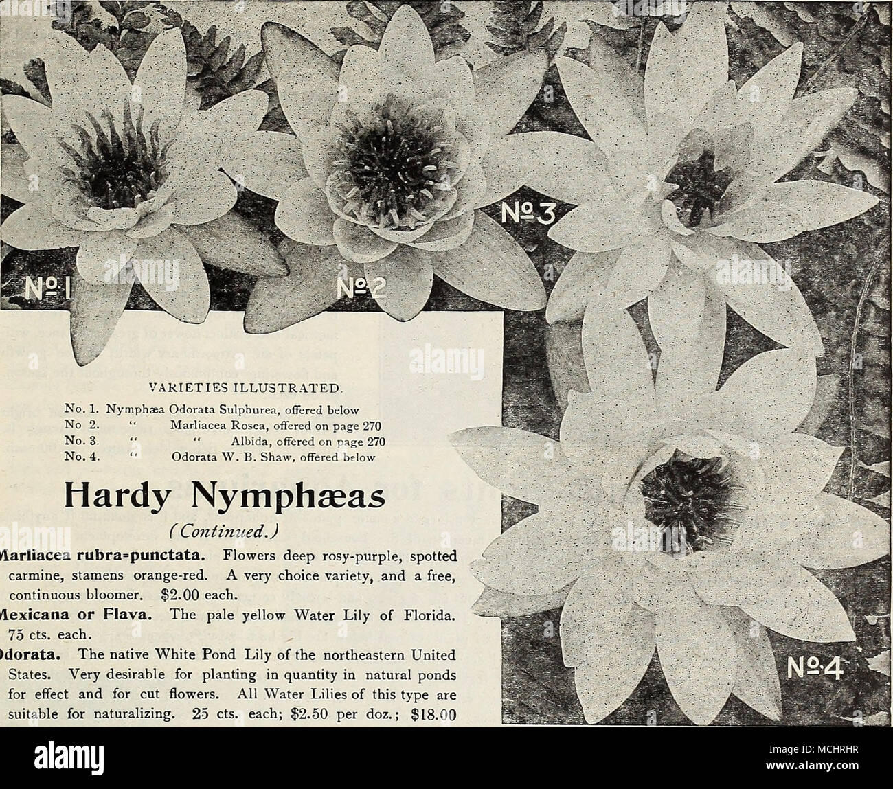. No. 1. Nymphaea Odorata Sulphurea, offered below No 2. &quot; Marliacea Rosea, offered on page 270 No. 3. &quot; •* Albida, offered on page 270 No. 4. &quot; Odorata W. B. Shaw, offered below Hardy Nymphseas ( Contimied.) Marliacea rubra=punctata. Flowers deep rosy-purple, spotted carmine, stamens orange-red. A very choice variety, and a free, continuous bloomer. $2.00 each. Mexicana or Flava. The pale yellow Water Lily of Florida. 75 cts. each. Odorata. The native White Pond Lily of the northeastern United States. Very desirable for planting in quantity in natural ponds for effect and for c Stock Photo