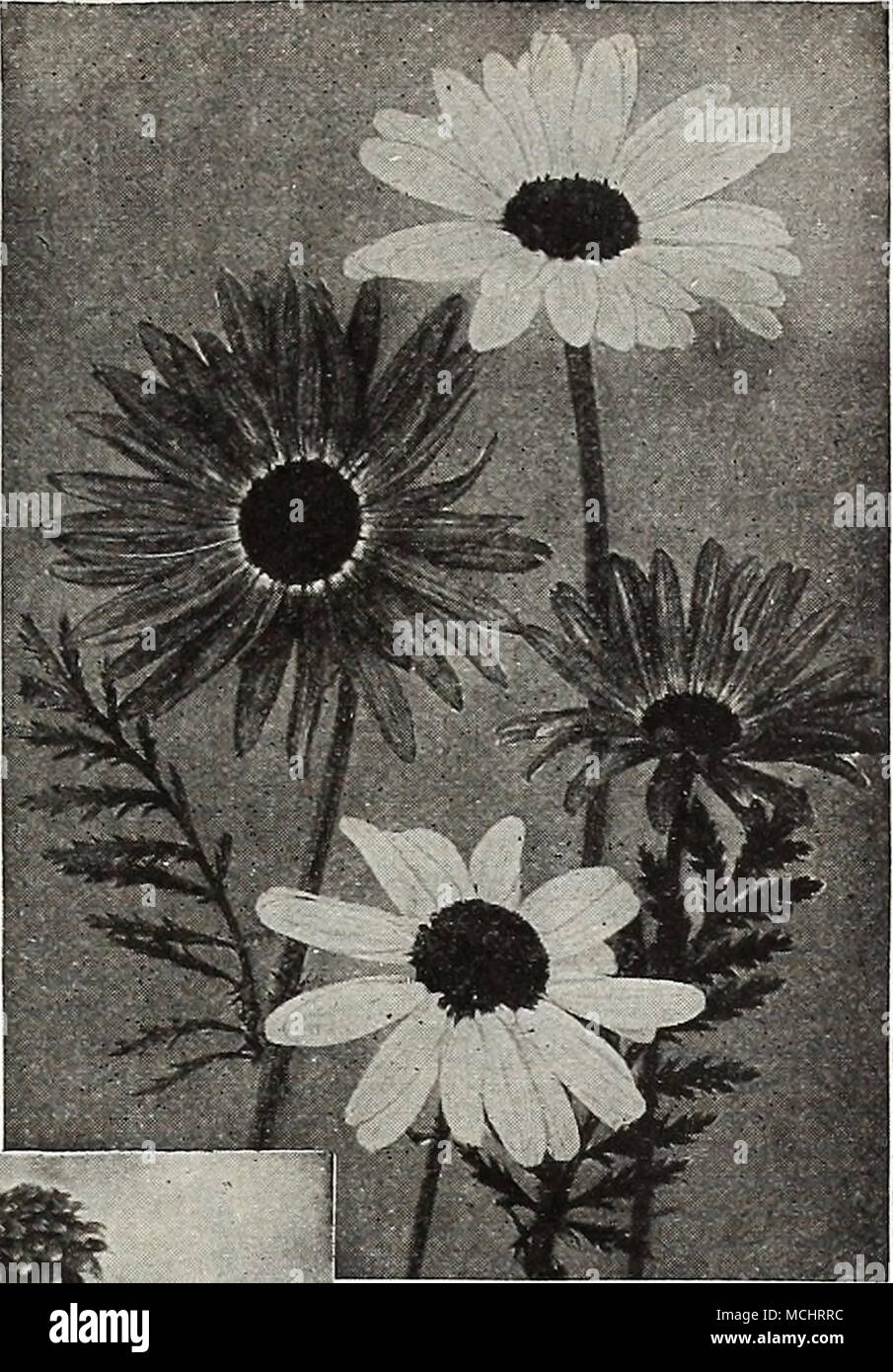 . Pyrethrum Hybridum RHODANTHE (Swan River Everlasting) PER PKT 3860 Acharmingannual; suc- ceeds in a light rich soil and a warm shel- tered situation; valu- able for pot culture; flowers everlasting; mixed colors; 1 foot Sanvitalia Procumbbns ^yjfff ^^^^^^i^S|Pj&amp;L--. Rudbeckia Bicolor Superea 10 RICINUS (Caster Oil Bean) Ornamental plants of stately growth and picturesque foliage, with brilliant colored fruit, pro- ducing sub-tropical effect; fine for lawns, massing or centre plants for beds. 3862 Cambodgiensis. The main stems and leaf stalks [are shining ebonv, leaves large, regularly di Stock Photo