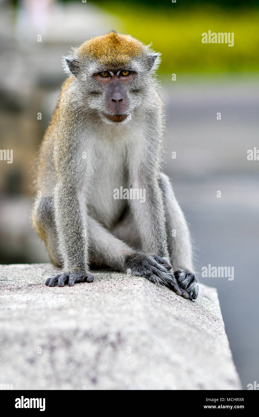 Long-tailed Macaque in the wild Stock Photo