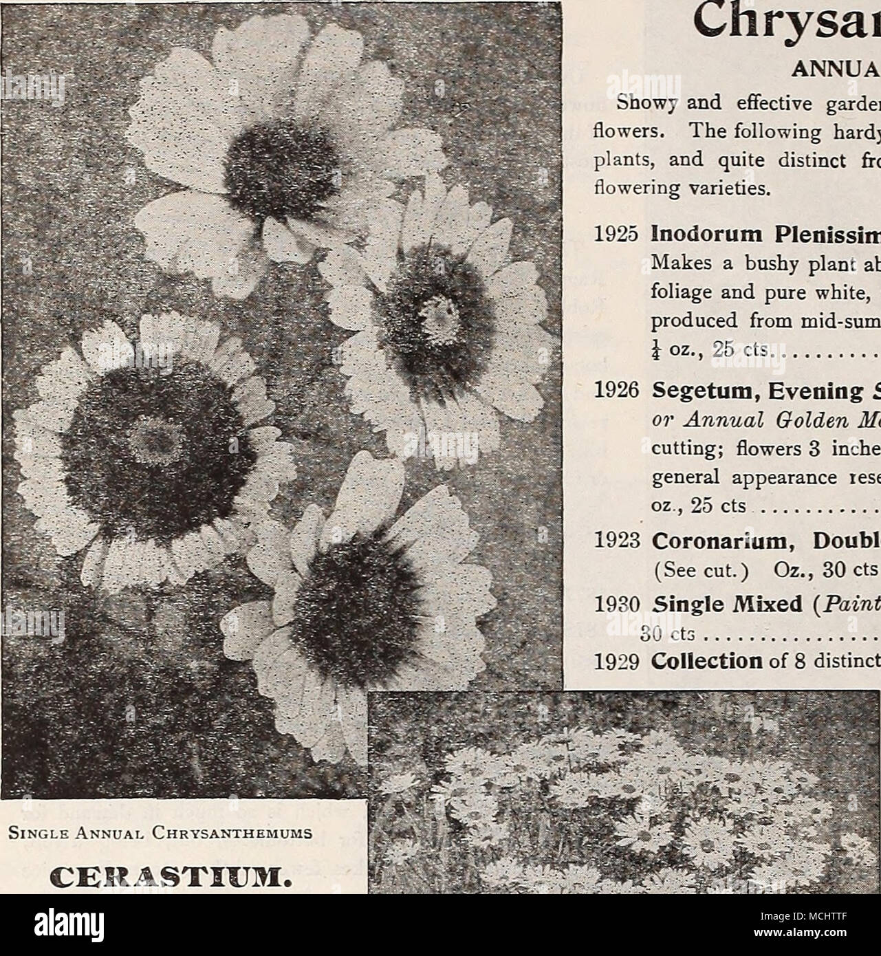 . Single Annual Chrysanthemums CERASTKJM. (Snow in Summer.) PER PKT. 1911 Tomentosum. A very pretty dwarf, white-leaved edging plant, bearing small white flowers; hardy peren- nial â 15 Chrysanthemums. PERENNIAL VARIETIES. 1944 Japanese Hybrids. Our stock of this comes to us di- rect from Japan, and is saved from a magnificent collection of over one hundred varieties, and cannot fail to produce satisfactory results. Seed sown in spring will produce flowering plants by fall 25 1945 Double Early=flowerIng. A new race which perfect their blooms in the open ground before frost. Easily grown from s Stock Photo