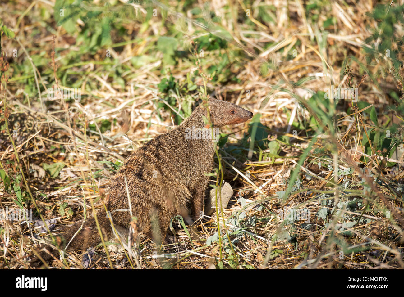 BANDED MONGOOSE (MUNGOS MUNGO) IN GRASS, TARANGIRE NATIONAL PARK, TANZANIA Stock Photo