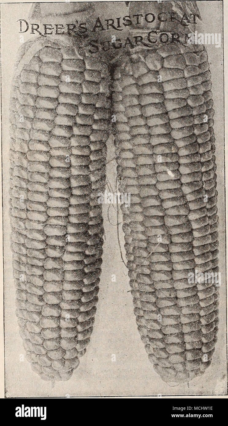 Egyptian Corn Stock Photos & Egyptian Corn Stock Images Alamy