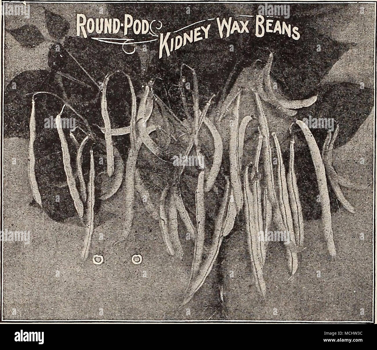. Round Pod Kidney or Brittle Wax Bean 79 A fine early Bean of very high quality and one that we can unhesitatingly recommend. The pods grow up to six inches long and are thick, perfectly round, and of a clear yellow color. So brittle and stringless are the pods that the variety is often called for under the name of Brittle Wax. Pkt., 10 cts.; | lb., 25 cts.; lb., 40 cts.; 2 lbs., 75 cts.; 5 lbs., $1.75, prepaid. Dreer's Special Crosby's Egyptian Beet 145 This special selection of extra early Beet is as great an improvement over the ordinary Crosby Egyptian as the latter variety is over the ol Stock Photo