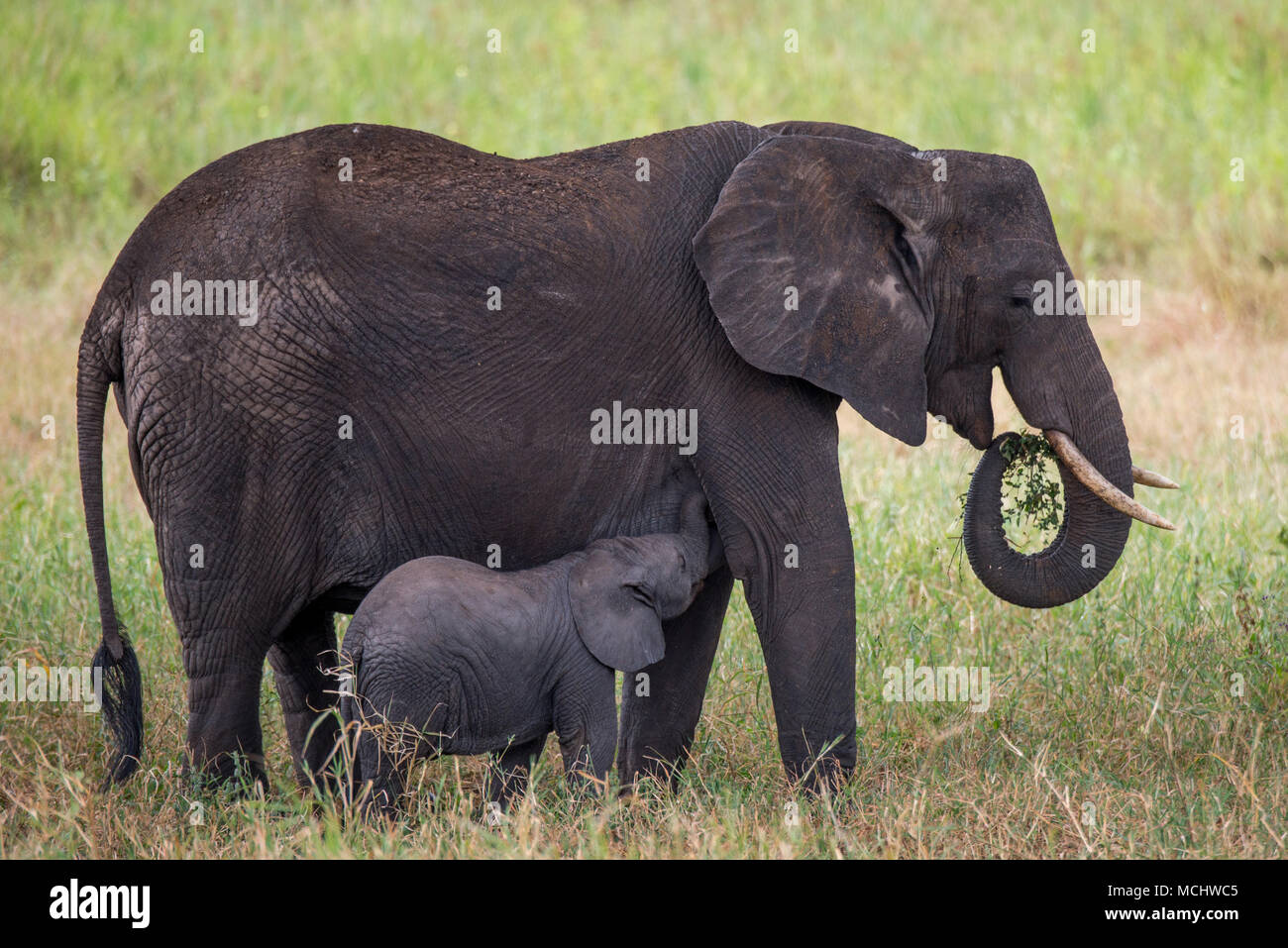 AFRICAN ELEPHANT CALF (LOXODONTA AFRICANA) FEEDING ON MILK FROM MOTHER, TARANGIRE NATIONAL PARK, TANZANIA Stock Photo