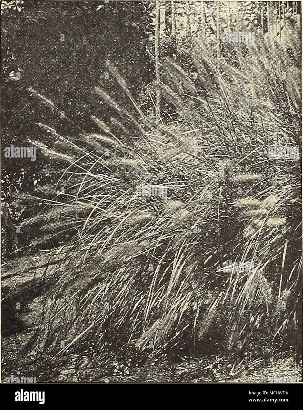 . Pennisetum Japonicum (Hardy Fountain Grass Stock Photo - Alamy