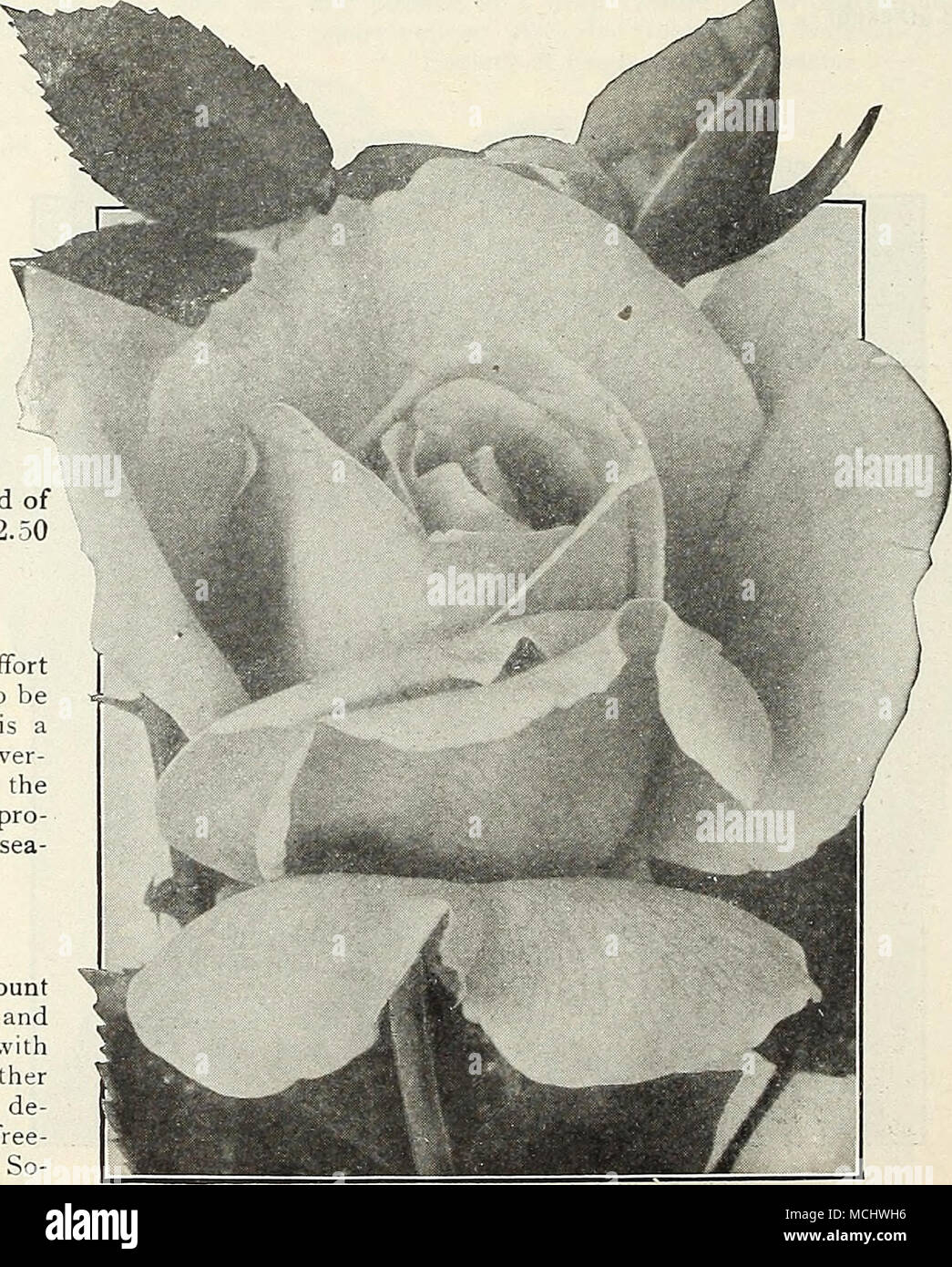 . New HybridTea Rose Queen Mary Climbing HybridTea Roses are offered