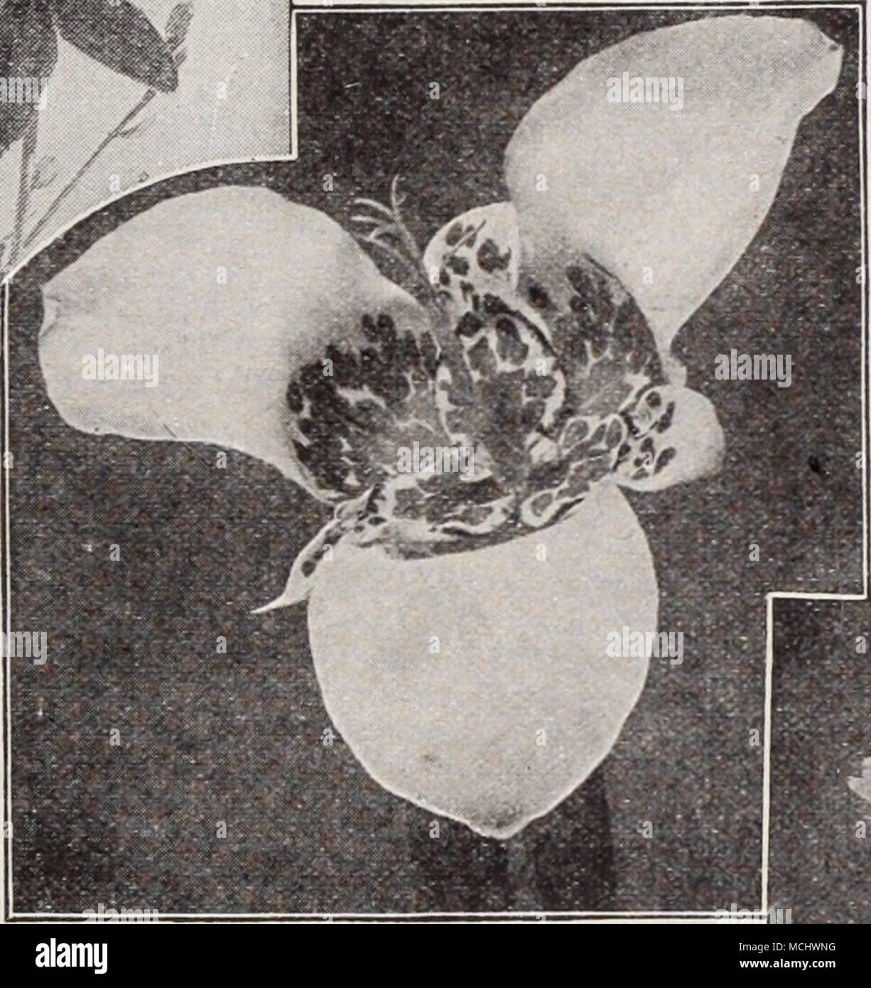 Images P Grandiflora Stock Photos P Grandiflora Stock Images Alamy