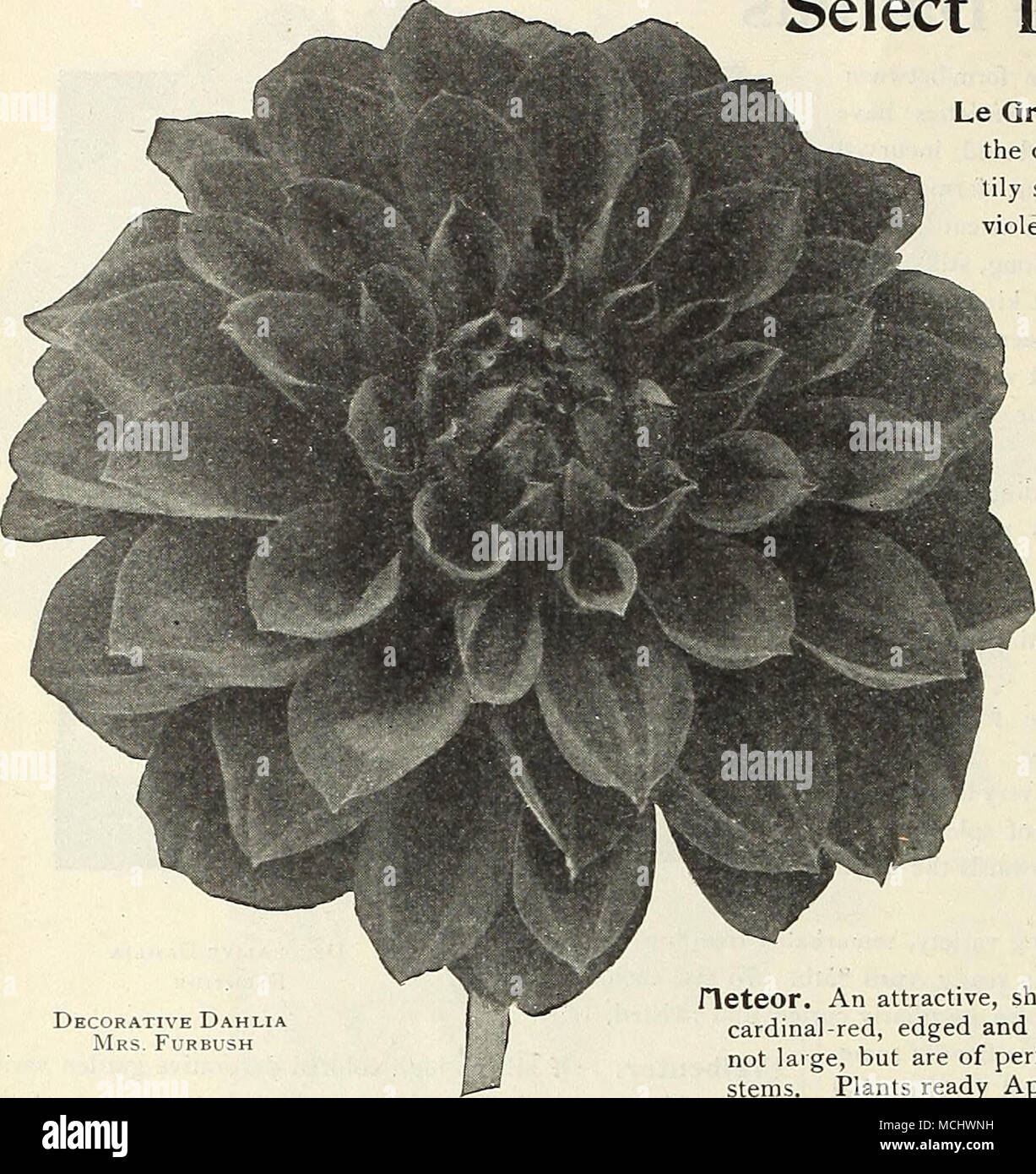 Tily hi-res stock photography and images - Alamy, image size:1227x1390