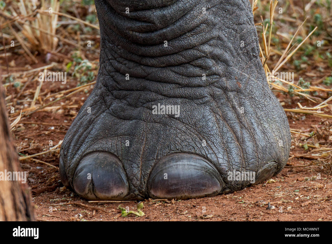 Close african elephant foot hi-res stock photography and images - Alamy
