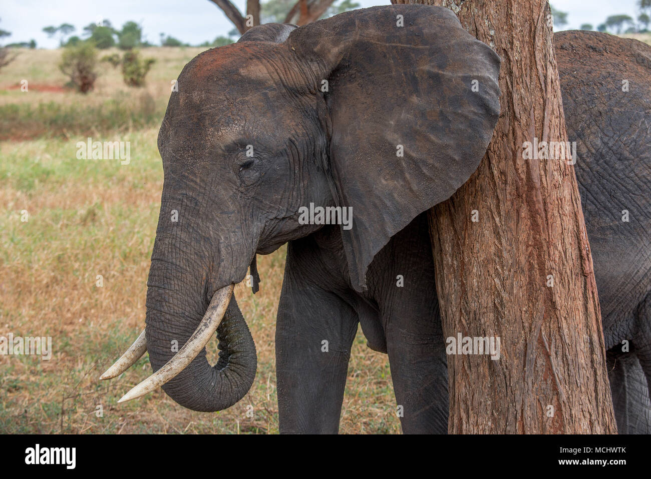 AFRICAN ELEPHANT USING TREE TO SCRATCH BEHIND IT'S EAR, TARANGIRE NATIONAL PARK, TANZANIA Stock Photo