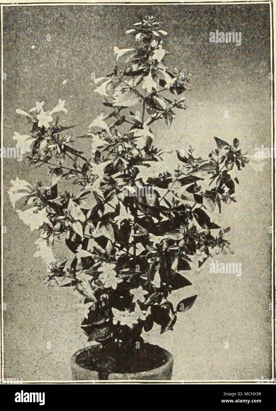 . Ai-THKA Alba Plena. Abelia Chinensis Grandifloha. Abelia Chinensis Qrandiflora. A choice, small Shrub of graceful habit, producing through the entire summer and fall months white tinted lilac heather-like flowers in such abundance as to completely cover the plant. (See cut.) 25 cts. each; $2.50 per doz. Althea (Rose of Sharon). The ,ltheas are among the most valuable of our tall hardy Shrubs on account of their late season of blooming, which is from August to October, a period when but few Shrubs are in flower. They are also extensively used as hedge plants, for which they are admirably ada Stock Photo