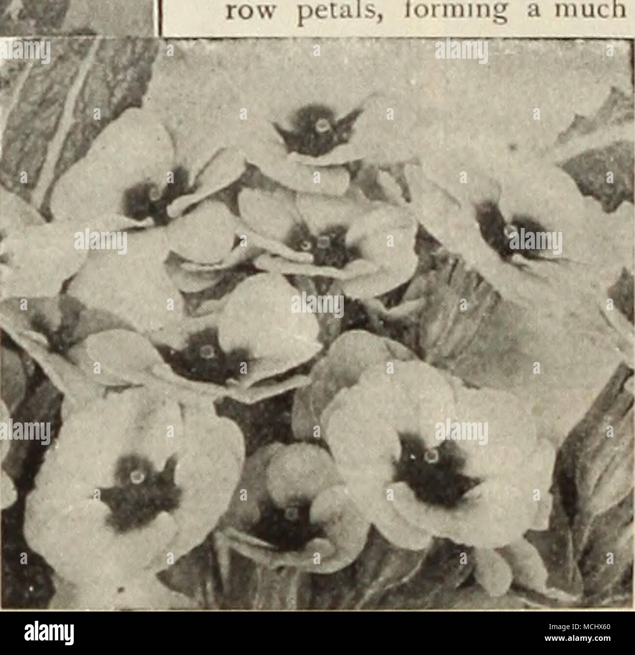 I Himn A Vulgaris English Primrose Japanese Aneiiiones We Offer A Splendid Collec Tion Of These Charming Autumn Flowering Plants For Description And Illustra Tion See Page 177 A W M A W