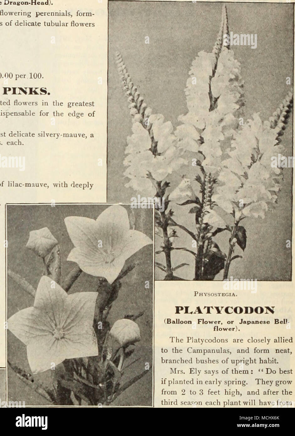 . Platvcodon. Hardy Garden Pinks. PI.ATYCODON (Balloon Flower, or Japanese Bell- The Platycodons are closely allied to the Campanulas, and form neat, branched bushes of upright habit. Mrs. Ely says of them : &quot; Do best if planted in early spring. They grow from 2 to 3 feet high, and after the third season each plant will have from ten to twelve stalks covered with the lovely blue or white blossoms for nearly a month, beginning about July 10th. They are also free from attacks of insects, and if planted in good soil, and well cov- ered in late autumn with a litter of leaves or stable manure, Stock Photo