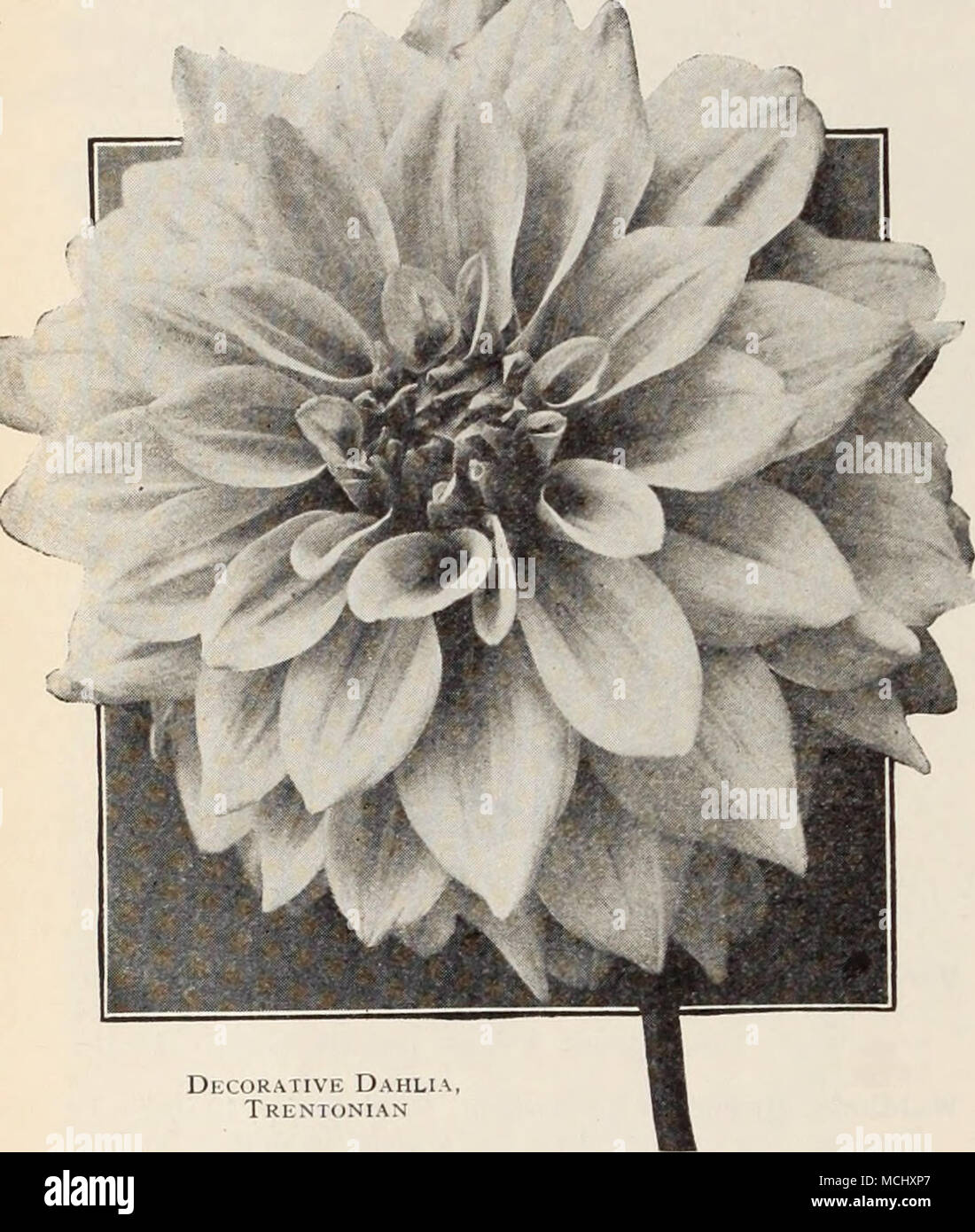 . Decorative Dahlia Trentonian Lemonade. A splendidly formed deep flower of very large size holding its good shape to the end of the season; color a clean pale shade of lemon. The flowers are supported on good stems and are produced very freely; good for all pur-  poses. 75 cts. each. &lt; Margaret Woodrow Wilson. An exhibition variety of immense size and wondrous beauty. Color an opalescent pink, face of petals creamy-white with a phlox-pink reverse. $1.00 each. Marmion. Of such enormous size and depth that it immediately attracts attention. Color a pure golden yellow with bronze suffusion o Stock Photo