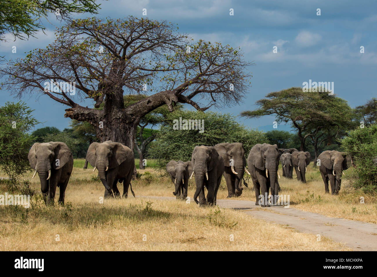 HERD OF AFRICAN ELEPHANTS (LOXODONTA AFRICANA) WALKING ACROSS AFRICAN SAVANNA, TARANGIRE NATIONAL PARK, TANZANIA Stock Photo