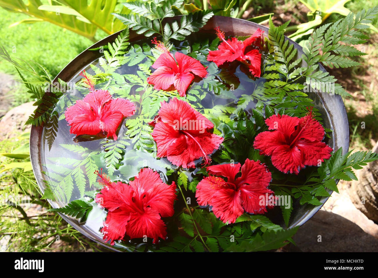 Red hibiscus flowers floating in water surrounded by tropical green