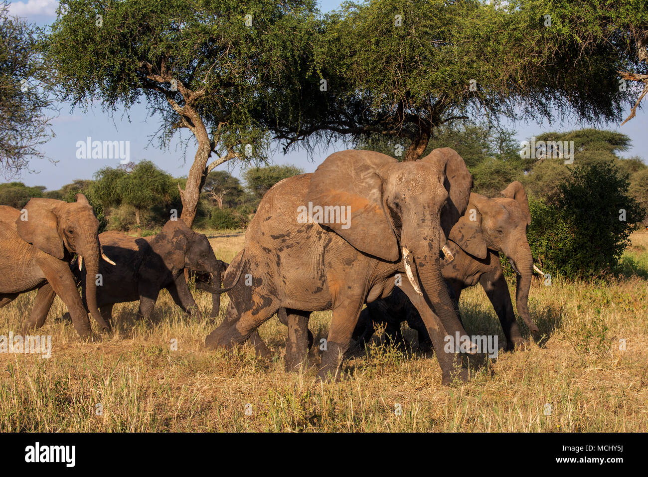 HERD OF AFRICAN ELEPHANTS (LOXODONTA AFRICANA) WALKING ACROSS AFRICAN SAVANNA, TARANGIRE NATIONAL PARK, TANZANIA Stock Photo