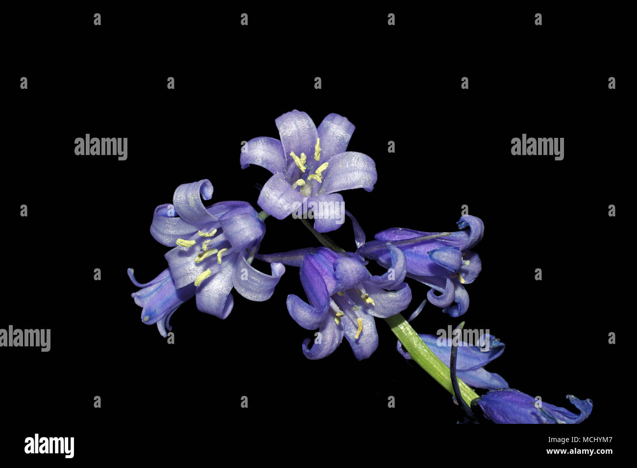 Blue bellflowers (canterbury bell) close-up Stock Photo