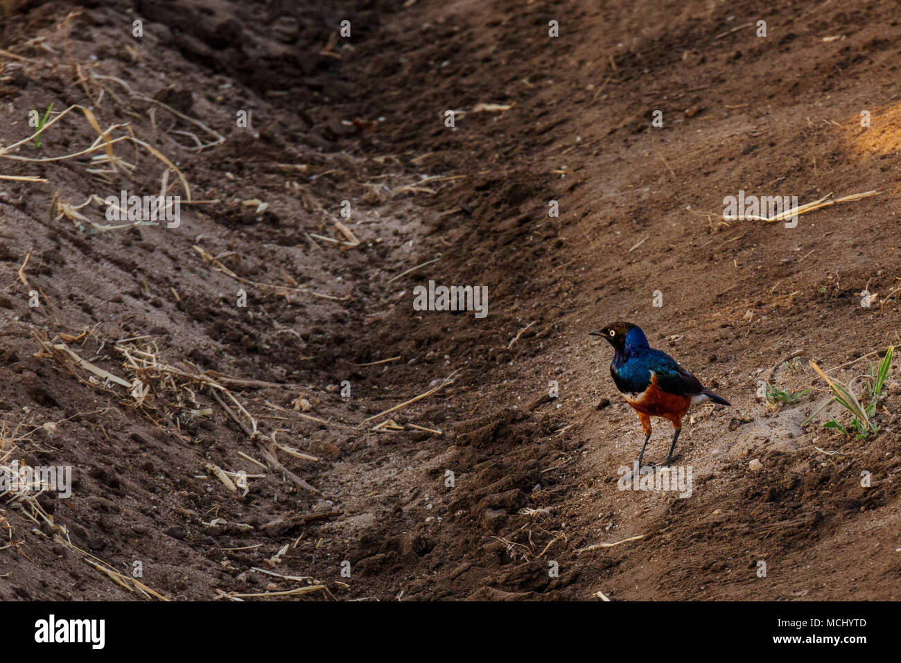 SUPERB STARLING (LAMPROTORNIS SUPERBUS) SEARCHING FOR FOOD IN ROADSIDE SWALE, TARANGIRE NATIONAL PARK, TANZANIA Stock Photo
