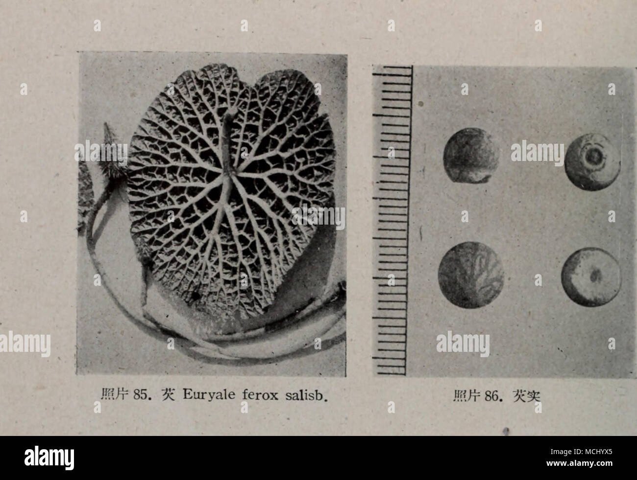 . J!Â«;*r 87.è¦æ ¹ ç §ç88.è¡ï¼'''å·´Tiigonella foenum- Graecum Linn. Stock Photo