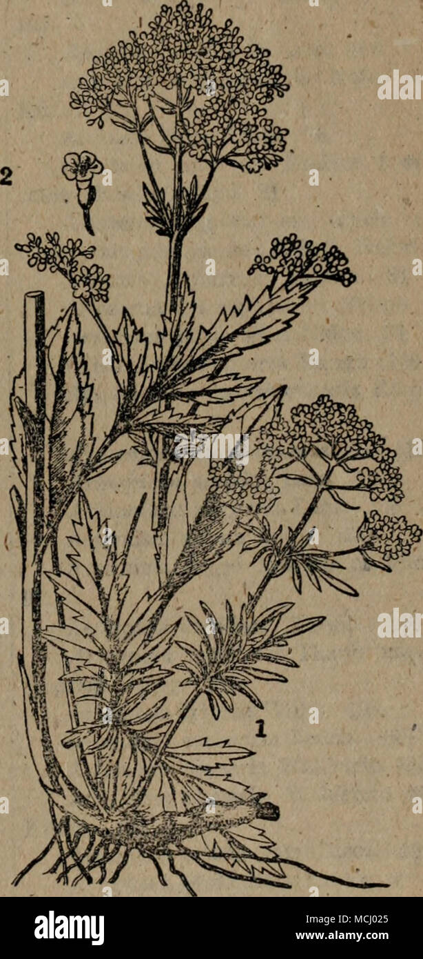 A 170 C Evaleriana Offici Nalis Linn F Alternifolia A 171 Aee Patrinia Scabio Saefolia Linn L A C C A A 2 E Ca A Stock Photo Alamy