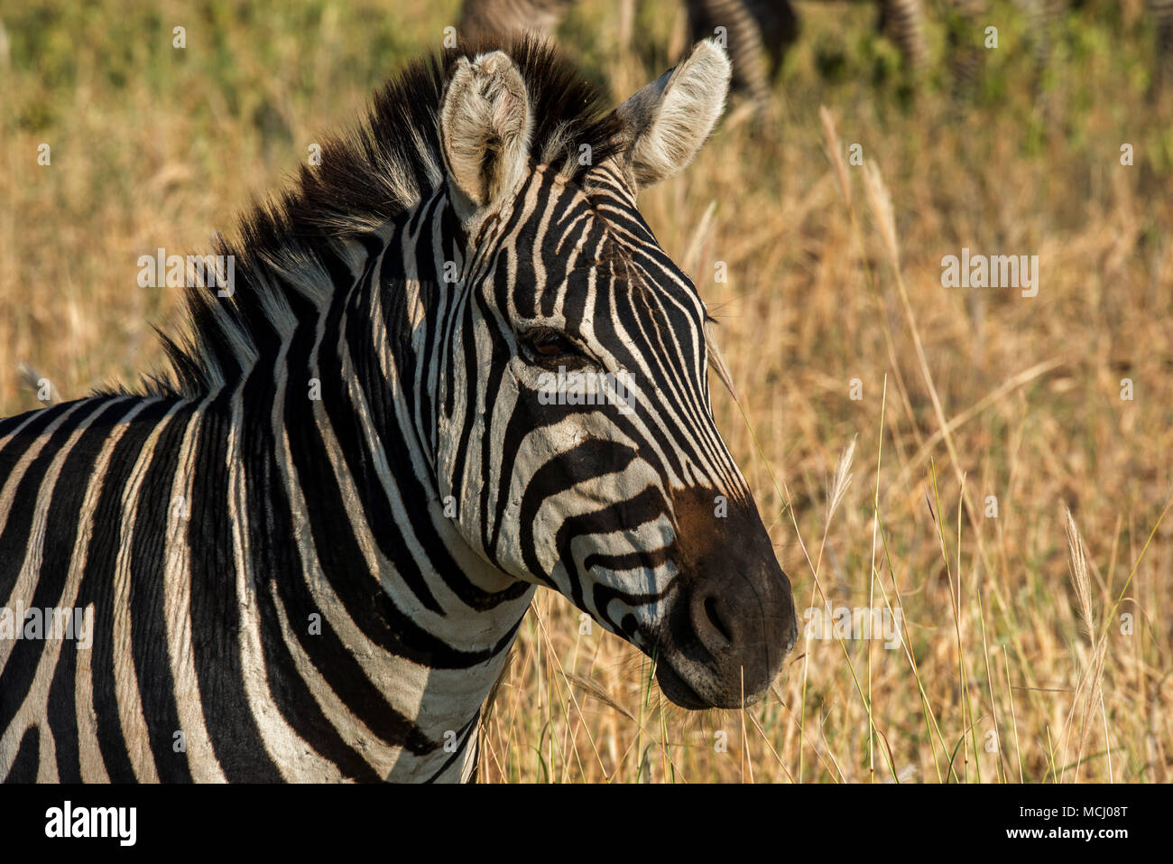 Grants zebra hi-res stock photography and images - Alamy
