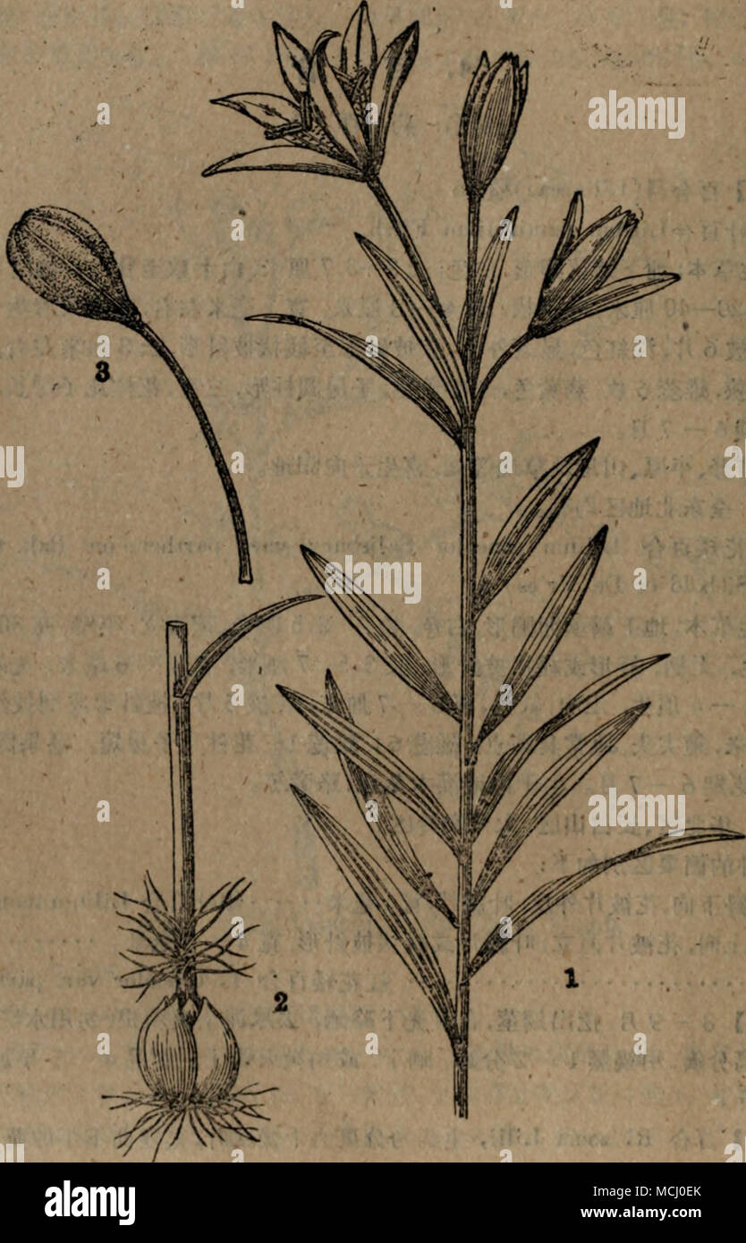 . å¾49 ç´ è±ç®ç¾^ Lilium concolor Salisbury var. partheneion Bak. 1. fifiç©çä¸éå2. 3. Jkiå® -86 - Stock Photo