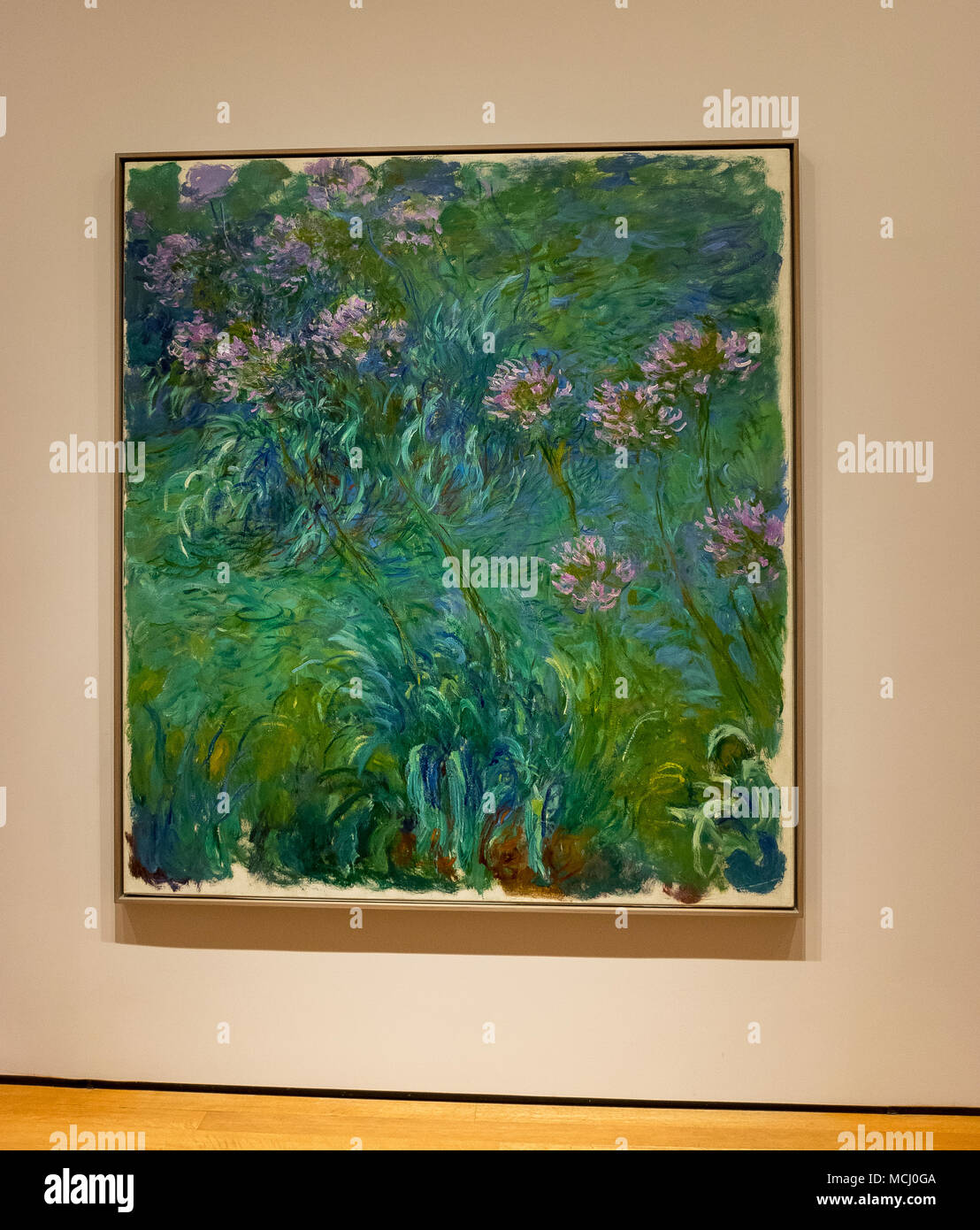 New York City MOMA - Claude Monet - Agapanthus Stock Photo - Alamy