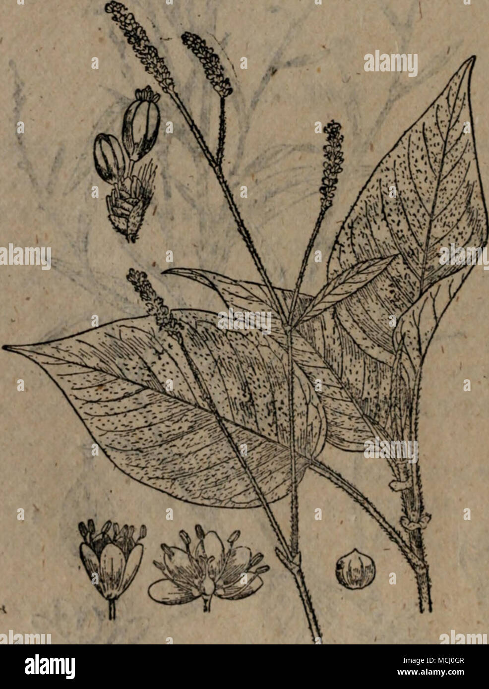 A 28 Ae Eµ A Polygonum Cochinchinensis Meisn I aºai 3eaºae C A Aºa A A A8 A 9aei Aea C C E ea Aec C I Aea I E A Aea I C I Faee A 50 Stock Photo Alamy