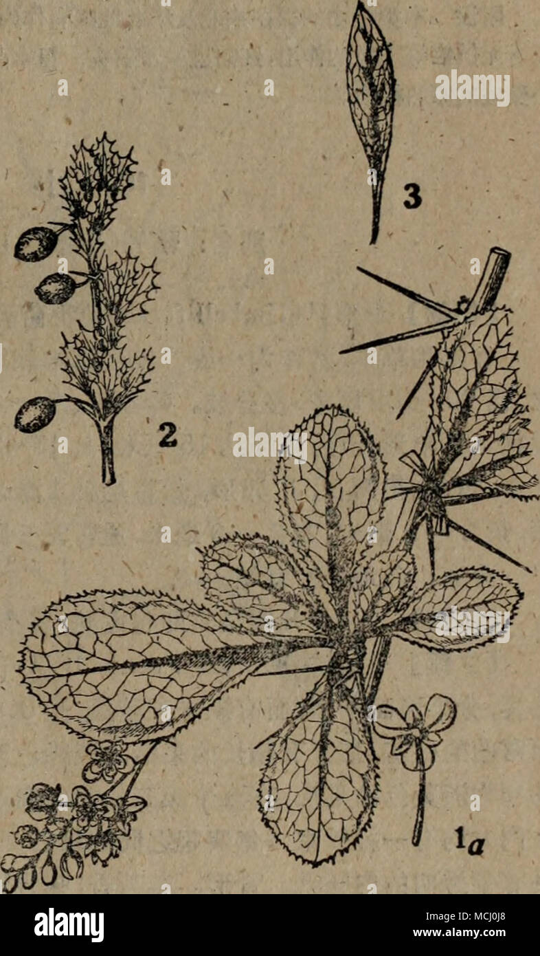 1 M 9 1 A A A E Berberis Amurensis Ruprechtce Aela E 2 Aºa A Eb Sibirica Pallascaeae 3 C A A Ii Berberis Poritii 19 Stock Photo Alamy