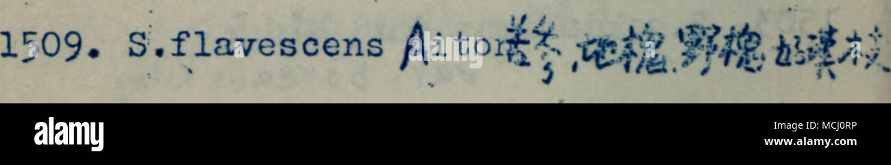. 1510, S. japonica 1 if, Swainsona Saiisburyg? var.angustif olia kitagr. Sophora ? i Stock Photo