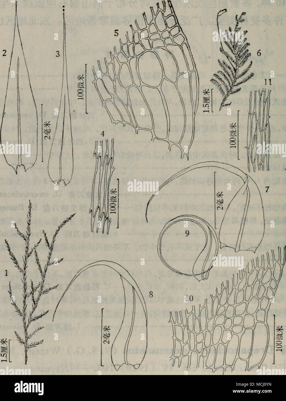 A 193 A Aeaec A drepanocladus Exannulatus B S G Warnst I Angustissimas Moenk 1a5 1 Ae C C A I 2 3 Ea I 4 A Ca E C Ei 5 A E C Ea Ae A E Aea A Drepanocladus Revolvens Sw Warnst F Cossonii Moenk 6a 11 6 Ae C C A I 7 8 Ea I 9 Aea I 10 Ea