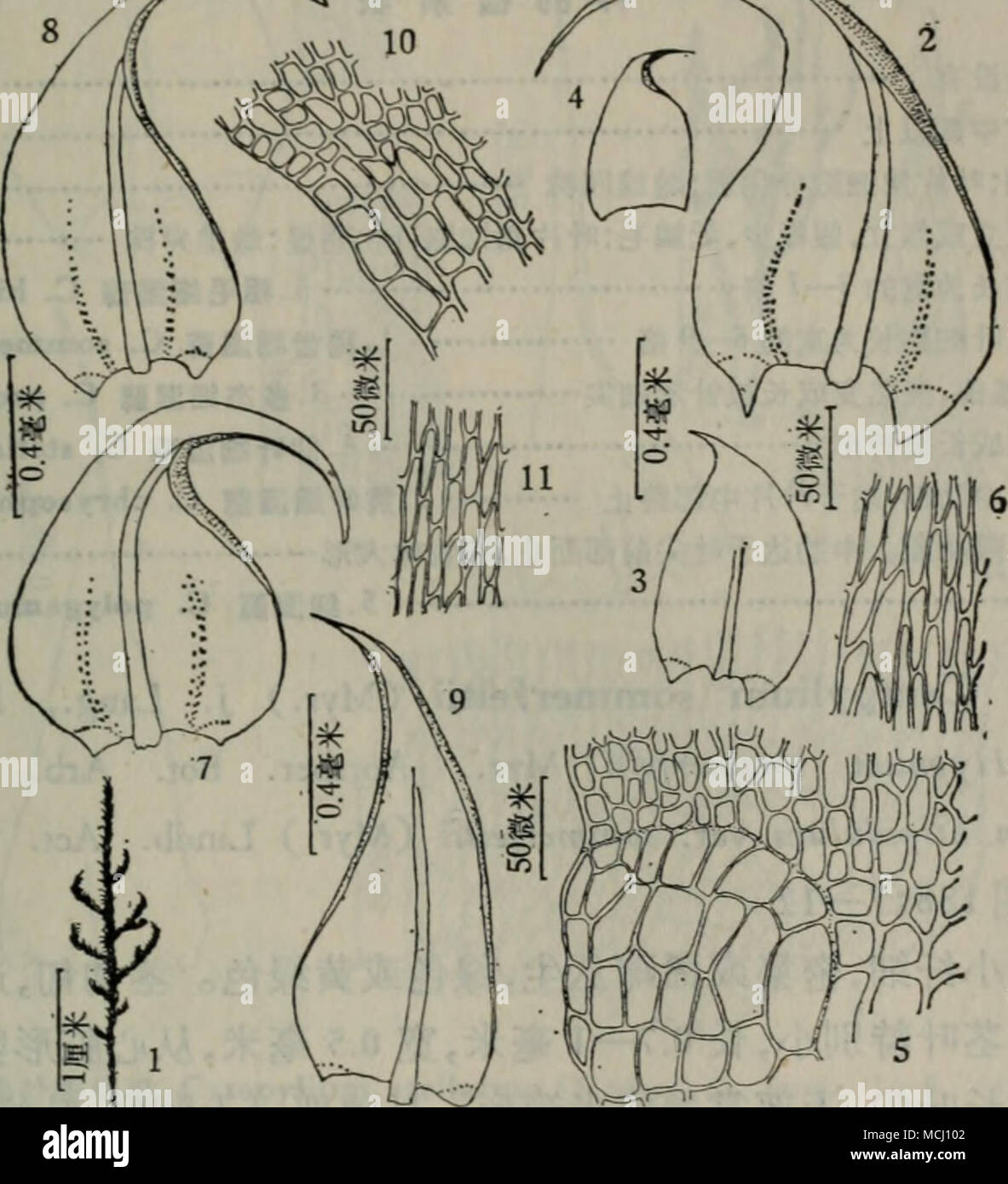 . å¾186 é¿å¶çè§èæ§½å¶åç§ Cratoneuron commutatum (Hedw.) Roth var. â¢ulcatum (Lindb.) Moenk., 1.æ¤ç©ä½ï¼2.èå¶ï¼3.å¹¼æå¶ï¼4.é³æ¯ï¼5.å¶ çè§ç»èï¼6.èå¶ä¸-é¨ç»èï¼7.8.èå¶ï¼9.æå¶ï¼10.å¶çè§ç»èï¼11.å¶ç ä¸-é¨ç»èãï¼7â11.å°å ´å®å²-æ æ¬ï¼ èä¸è¤ç»¿è²,æ¤ç©ä½æºç¡¬ãèé«5â10åç±³ï¼åä¸ä¸åæï¼æä¸è§åç¾½ç¶åæãå¶å¯ çï¼åé°åå½¢å¼¯æ²ï¼ä»ç¨ä¸å»¶çå®½åµå½¢åºé¨æ¸ä¸åé¿æ«éå½¢ï¼åºé¨ç¥å¸¦çºµè¤¶ãä¸-èè¾å¼±ï¼è¾¾ äºå¶ä¸-ä¸é¨ç»æ-¢ãå¶è§ç»èåå£,é»è²ï¼åºé¨æå åå¤§å½¢ç»èã çäºå«ç¢±æ§åºè´¨ç¯å¢ãäº§äºé»é¾æ±çå°å ´å®å²-ä¼æ¥å¸ï¼å¸¦å²-æä¸å±;åæçèæ²³å¿, ä¹å°å¿åä»¬å²-ãåå¸äºä¸-å½ï¼ä¸åï¼ï¼æ¥æ¬ï¼èèè¿ä¸å°åºï¼æ¬§æ´²ï¼åç¾æ´²ã å±2.ç»æ¹¿èå±Campylium (Sull.) Mit Stock Photo
