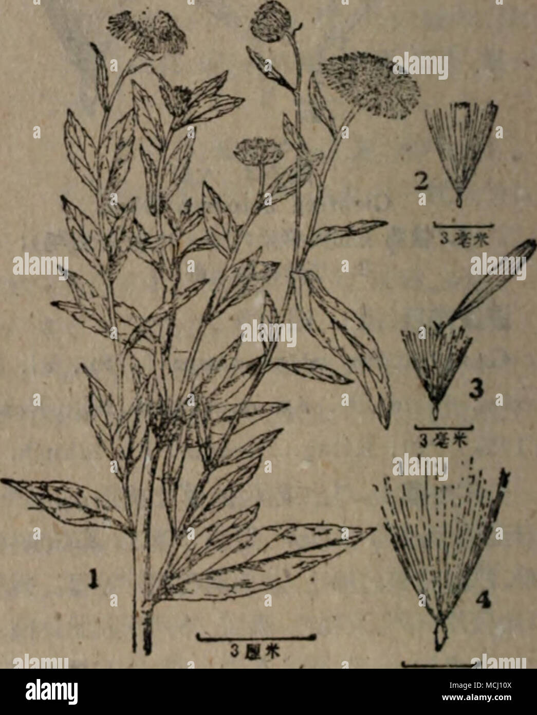 Ae5je Inula Britannica L Var Chinensis Rupr Regcl A Ae C Ae ªa A I 2 Ece I 3 Ce A Ae Ae Aee E Ae I 35 Inula Britanruca L Var Japoiiica Thunb Fr Et Sav Enum Pi Jap Ii 1879 35ae Ae Aese Inula Britannica