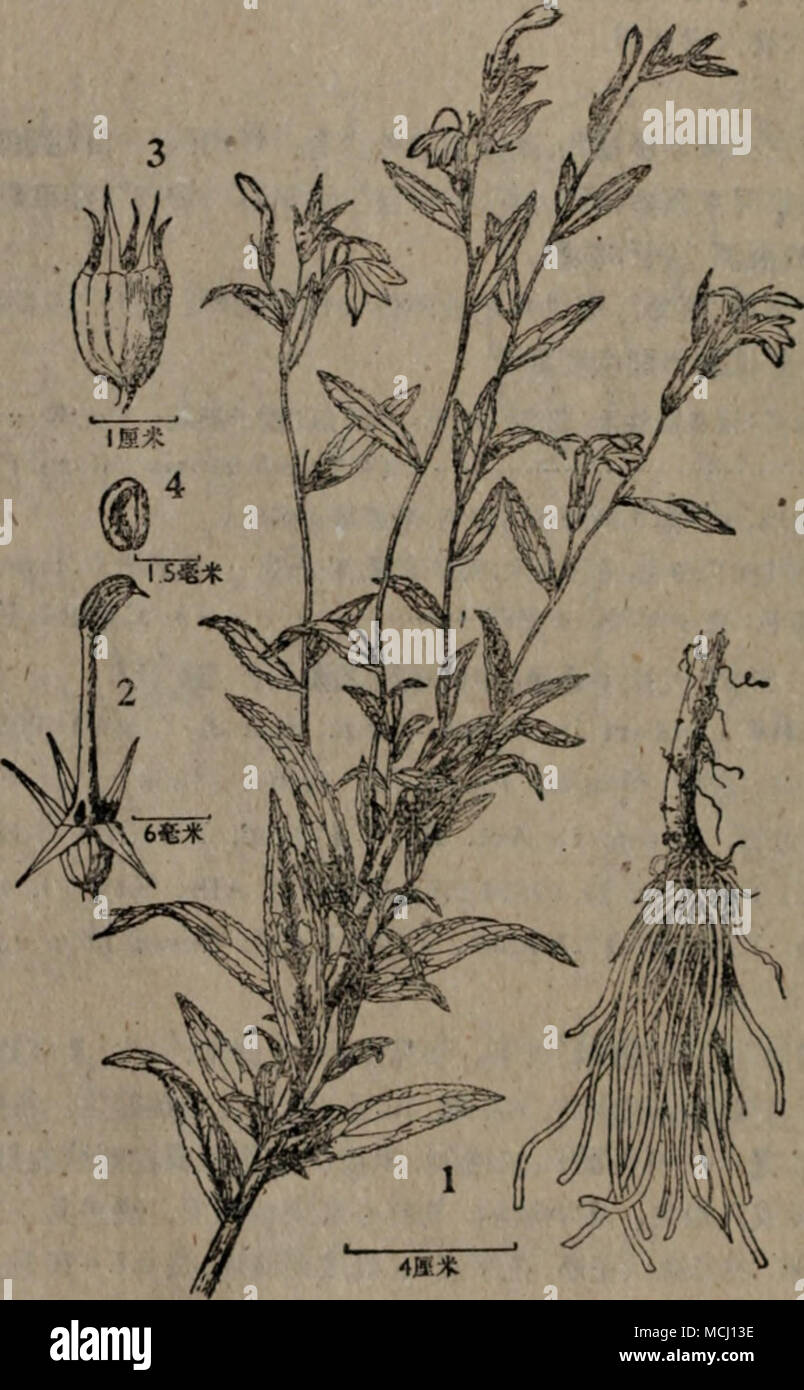 A 217a Ae Lobelia Sossilifolia Lambert 1 A Ae Ae ªi 2 E I A Aee Sc ºe5gaa I I 3 Aea 5 Amp A A 4 A C Ae Ae Ae Ec I A C E I Ac E E A A E E I Is E Ae Ae I Aec Eae A A E I Ffl218 Platycodon Grandiflorum Jacq A Dc Monogr Camp