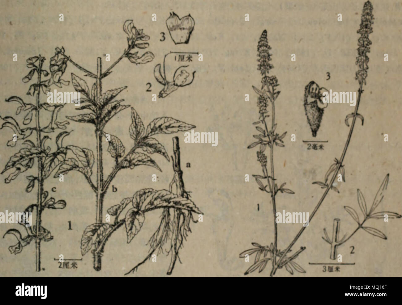 A Iyoa A151 A E Salvia Miltiorhiza Buoge Schiionepeta Tenuifolia Briq Quot 1 A B C Ae Ae I Ffa Cii C Ht Aei e Quot Ac A A Cc3 C ei I Cae A A E E4e E Ac E C E 40a70e C A C Ae C E Ae C 1 A Amp A A A E A Aº 1 E