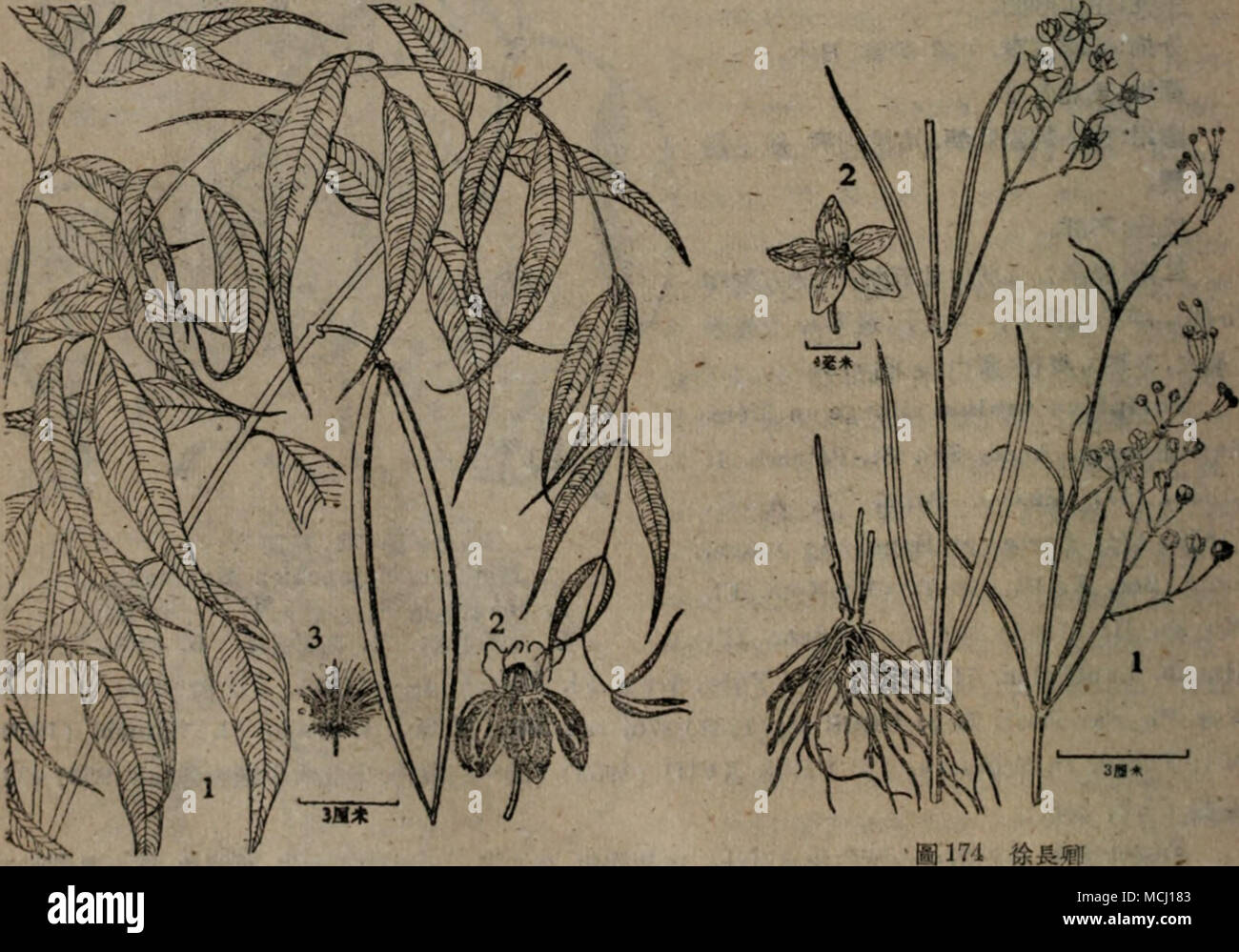 B1173 Jo Ae Pycnoatelirsa Paniculatum Bunge Periploca Sepium Bunge K Schumann 1 Ae Ae ªca E I 2 E A A I 3 C A A 1 Ae Ae ªi 2 E A A E A Ae Ec I Sljc E Ae E Bf I A Fcie E E Eai 1a 174 Pycnosteima Paniculatum Bunge K Schumann In Engl Et Prantl