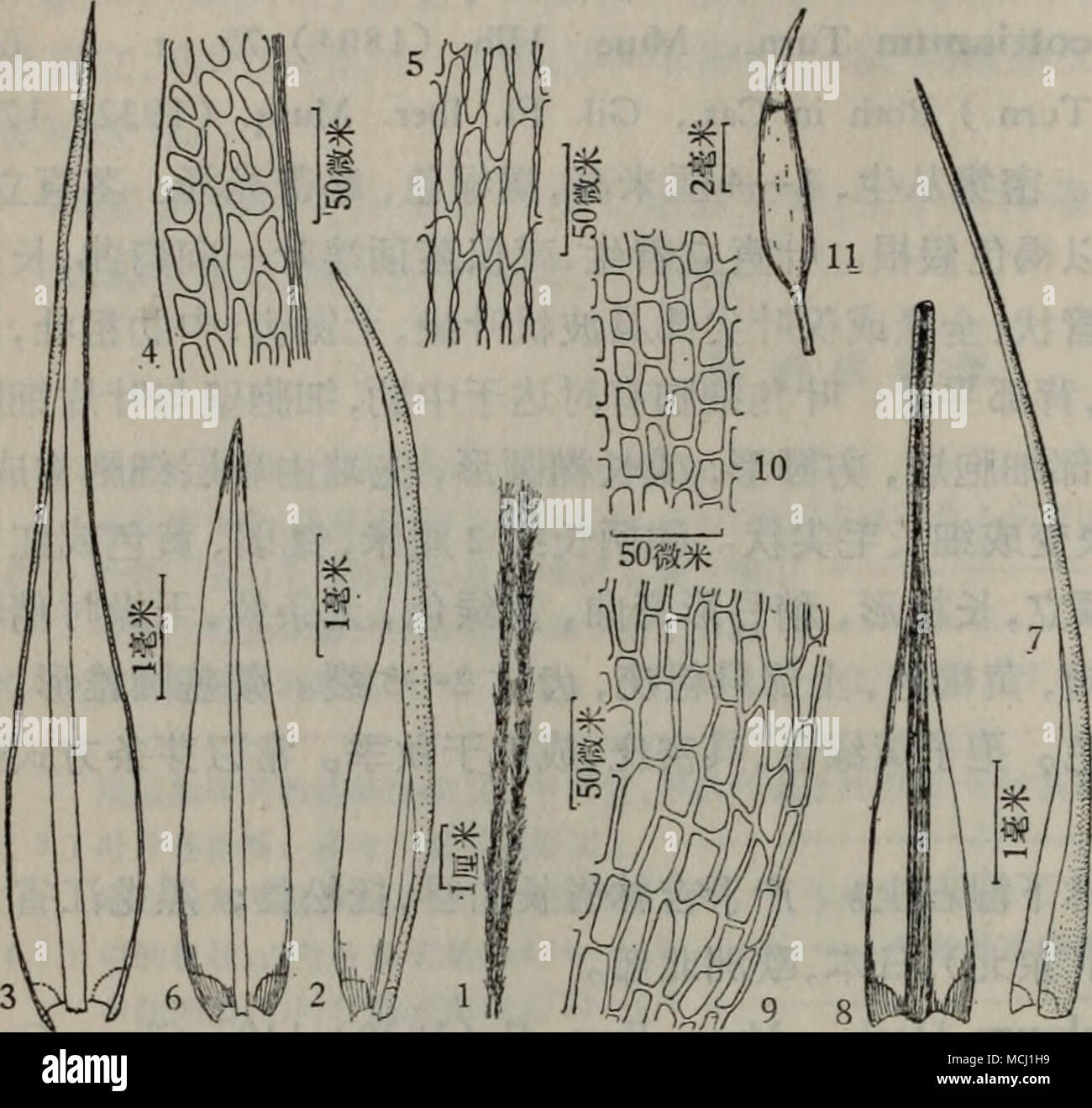 A 54 E A Ae A Edicranum Elongatum Schleich Ex Schwaegr 1a5 1 Ae C C A I 2 3 Ea I 4 Ea A A E A C C Ei 5 Ea A A E C Ea Ae Cac Var Sphagni Walonb T Jens 6 Ea A Aea Ae A Edicranum Fragilifolium Lindb 7a11 7 8 Ea I 9 A Ce C Ei 10 A Ca E C